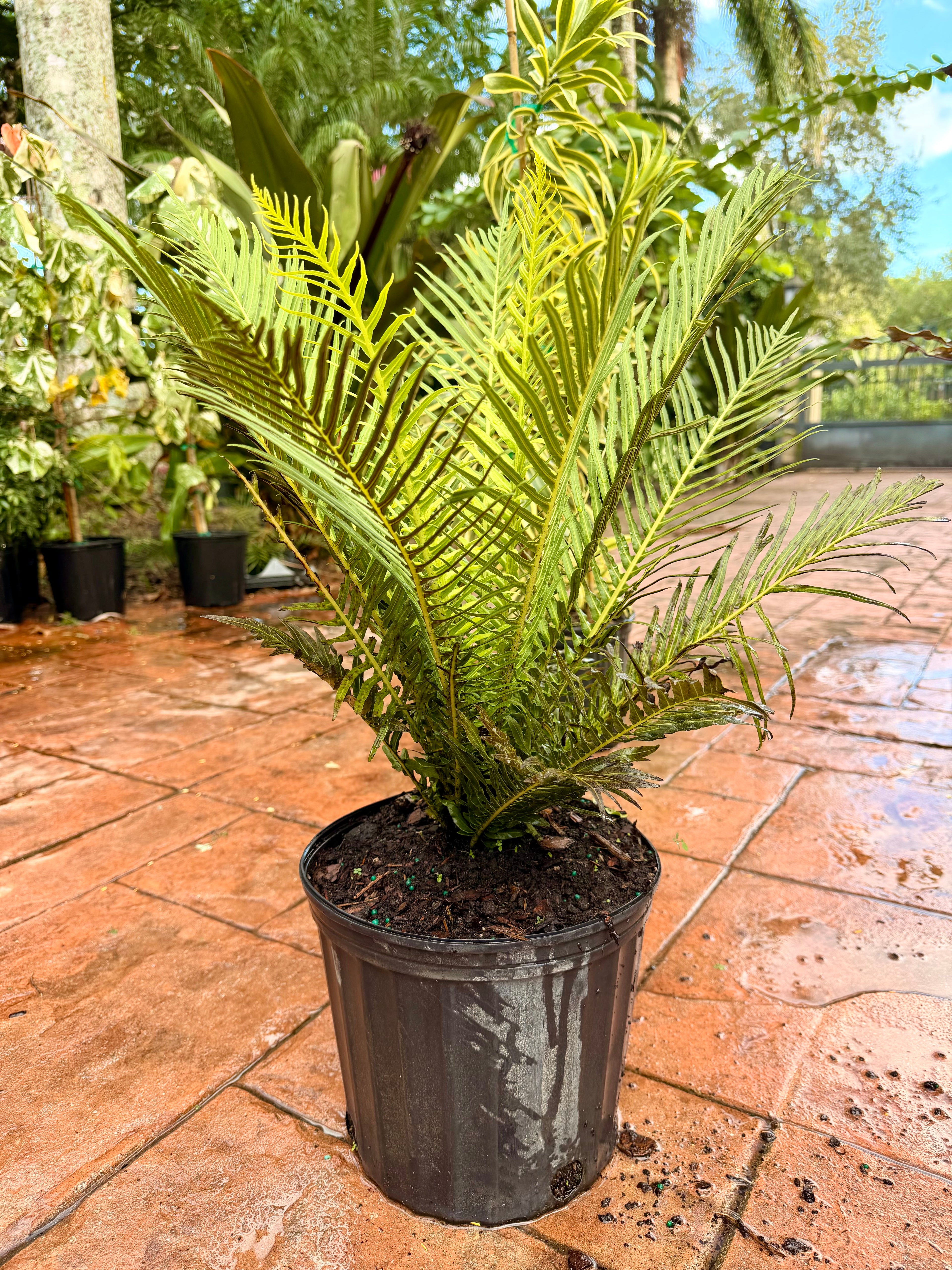 Silver Lady fern, 10” pot