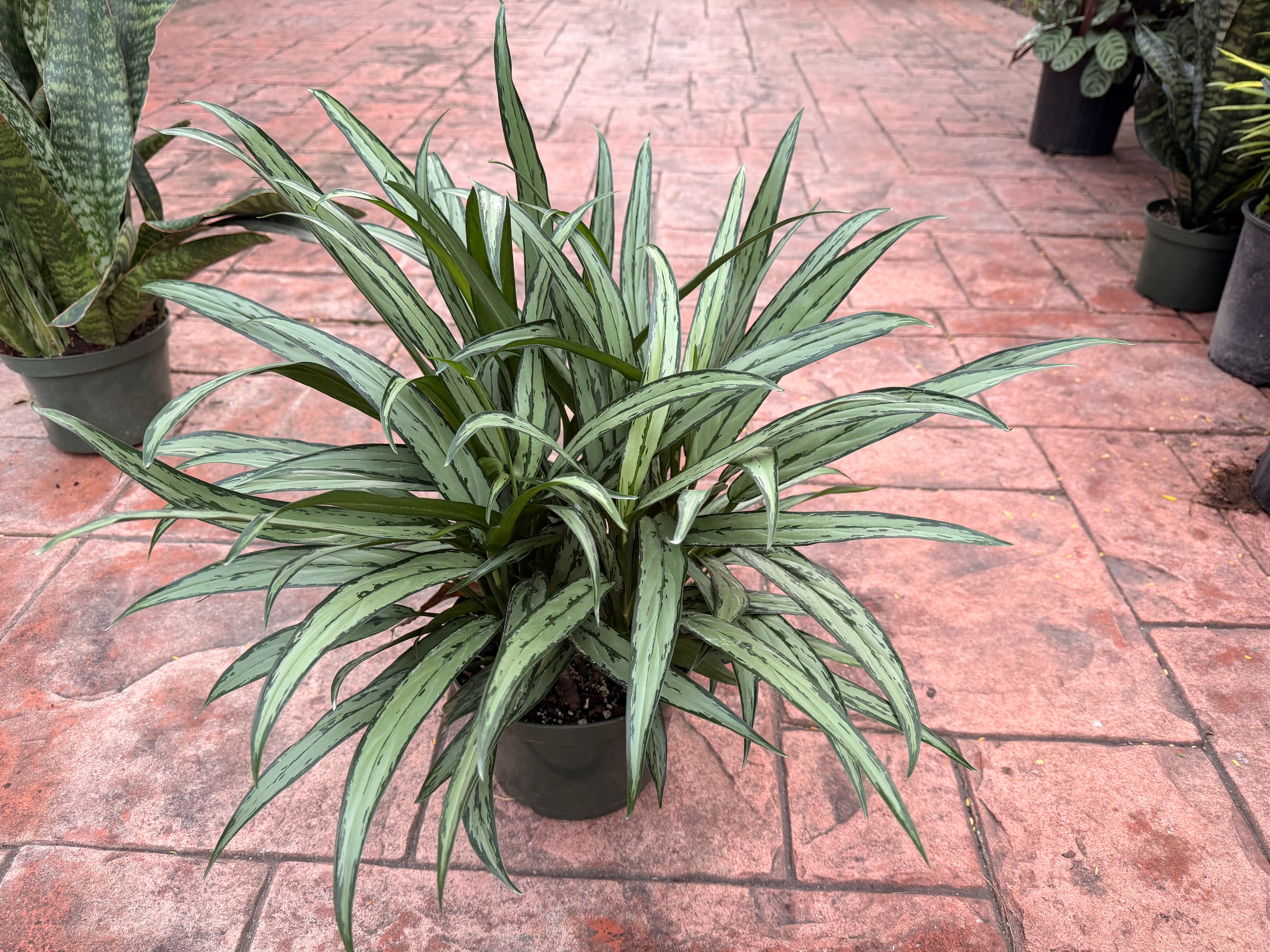 Aglaonema Cutlass, 8” pot