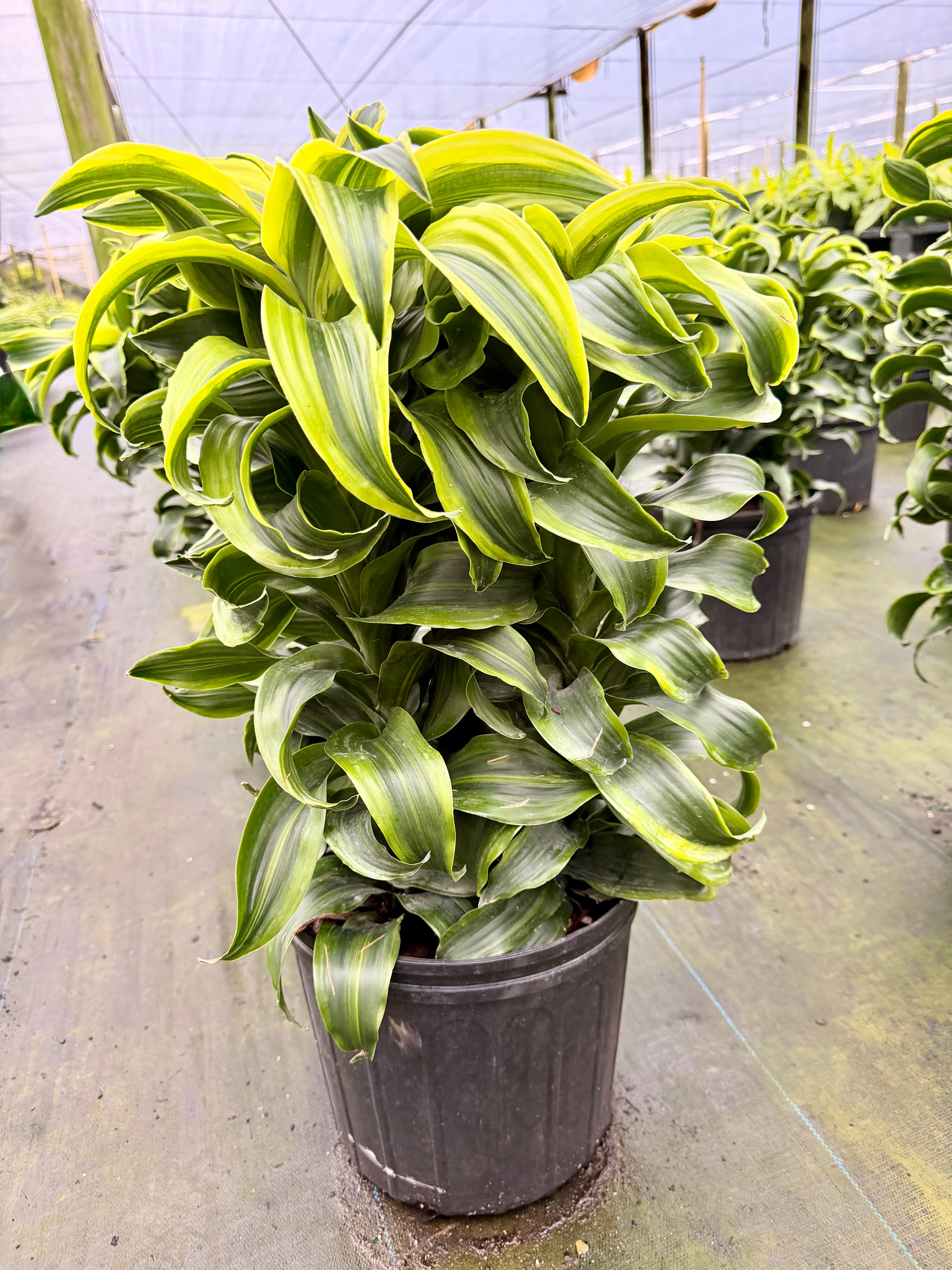 Dracaena Tornado, 10” pot