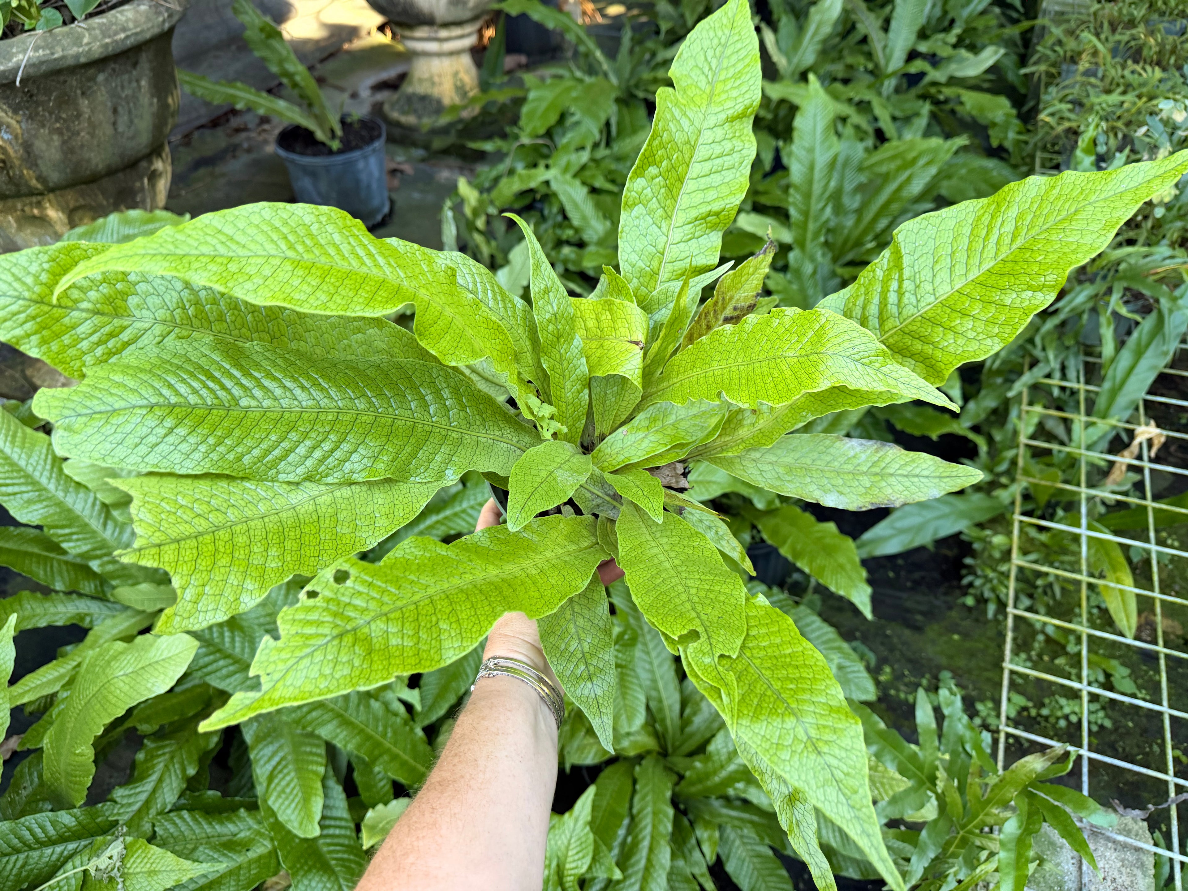Crocodile fern, 6” pot - Microsorum musifolium