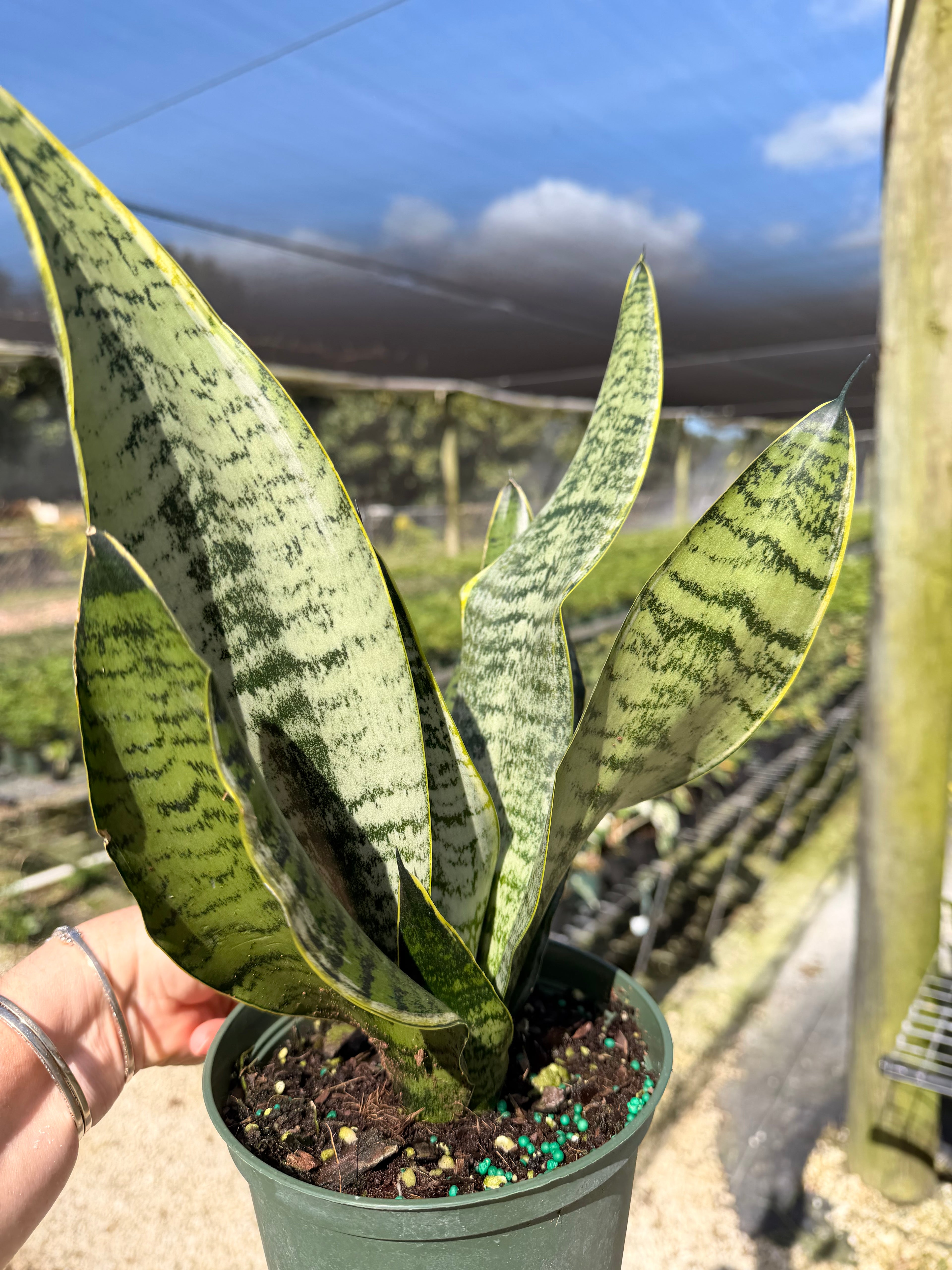 Sansevieria Starter pack A