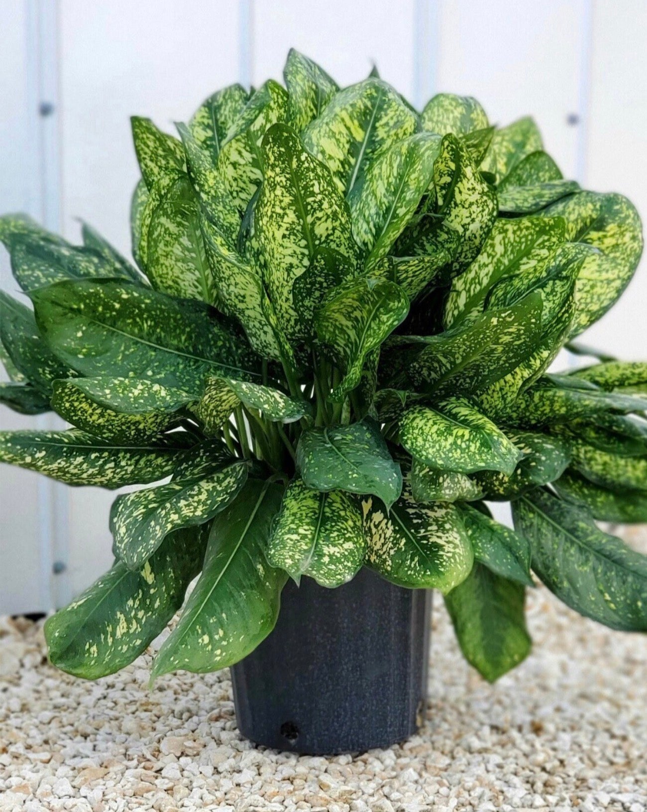 aglaonema lumina Aglaonema Lumina, 10” pot