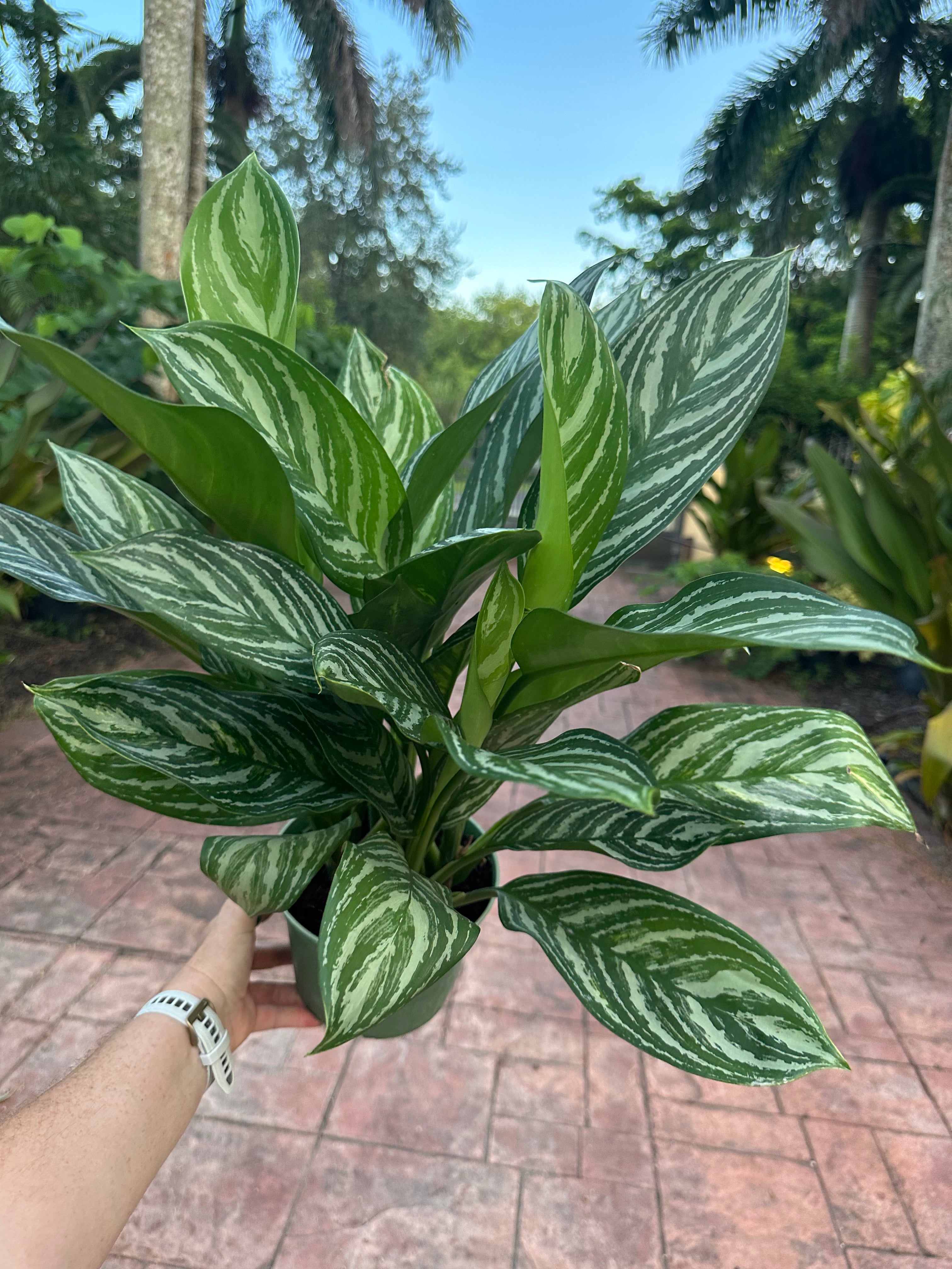 Aglaonema Stripes, 6” pot
