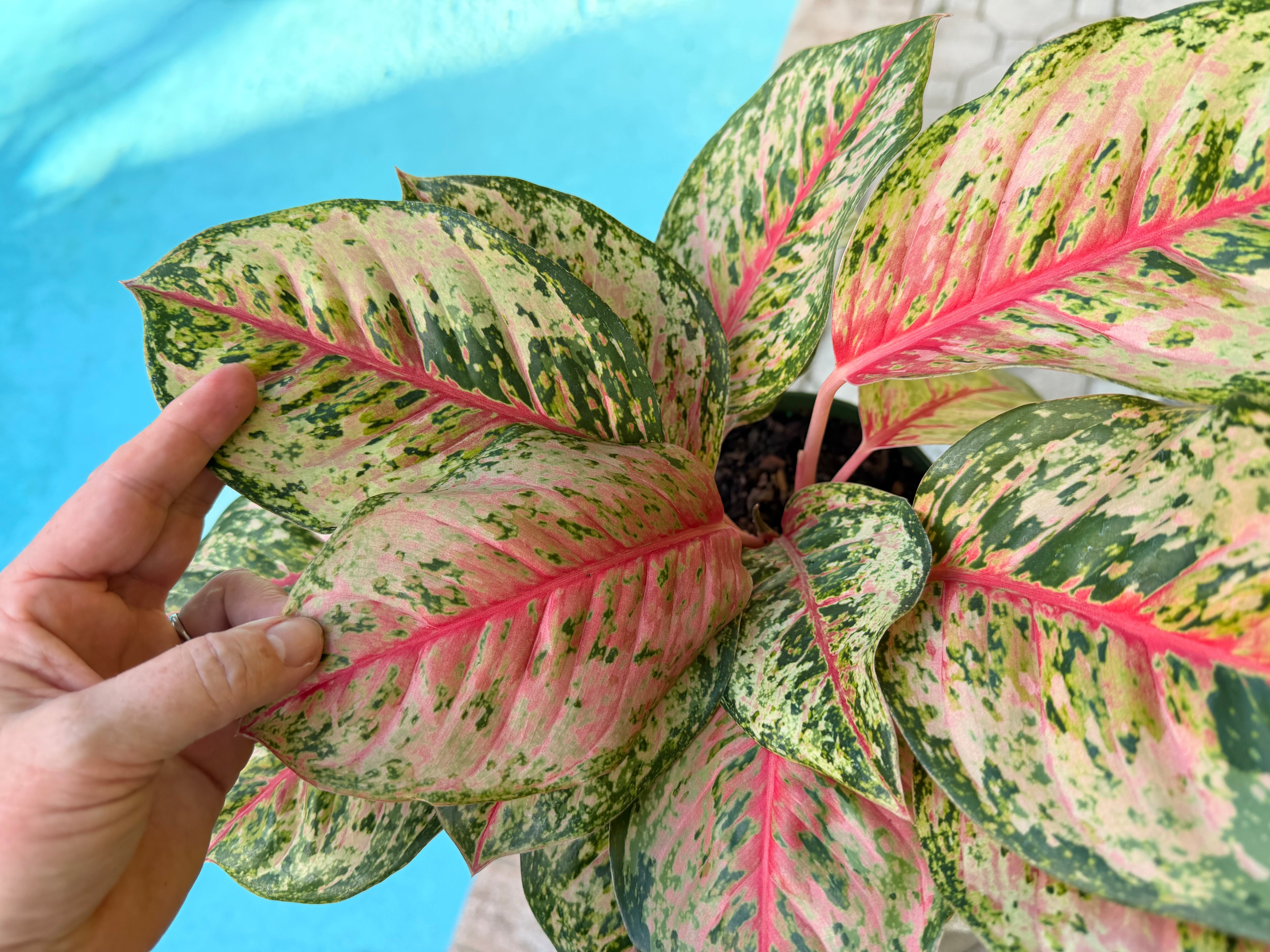 Aglaonema Crosbys Christmas, 6” pot
