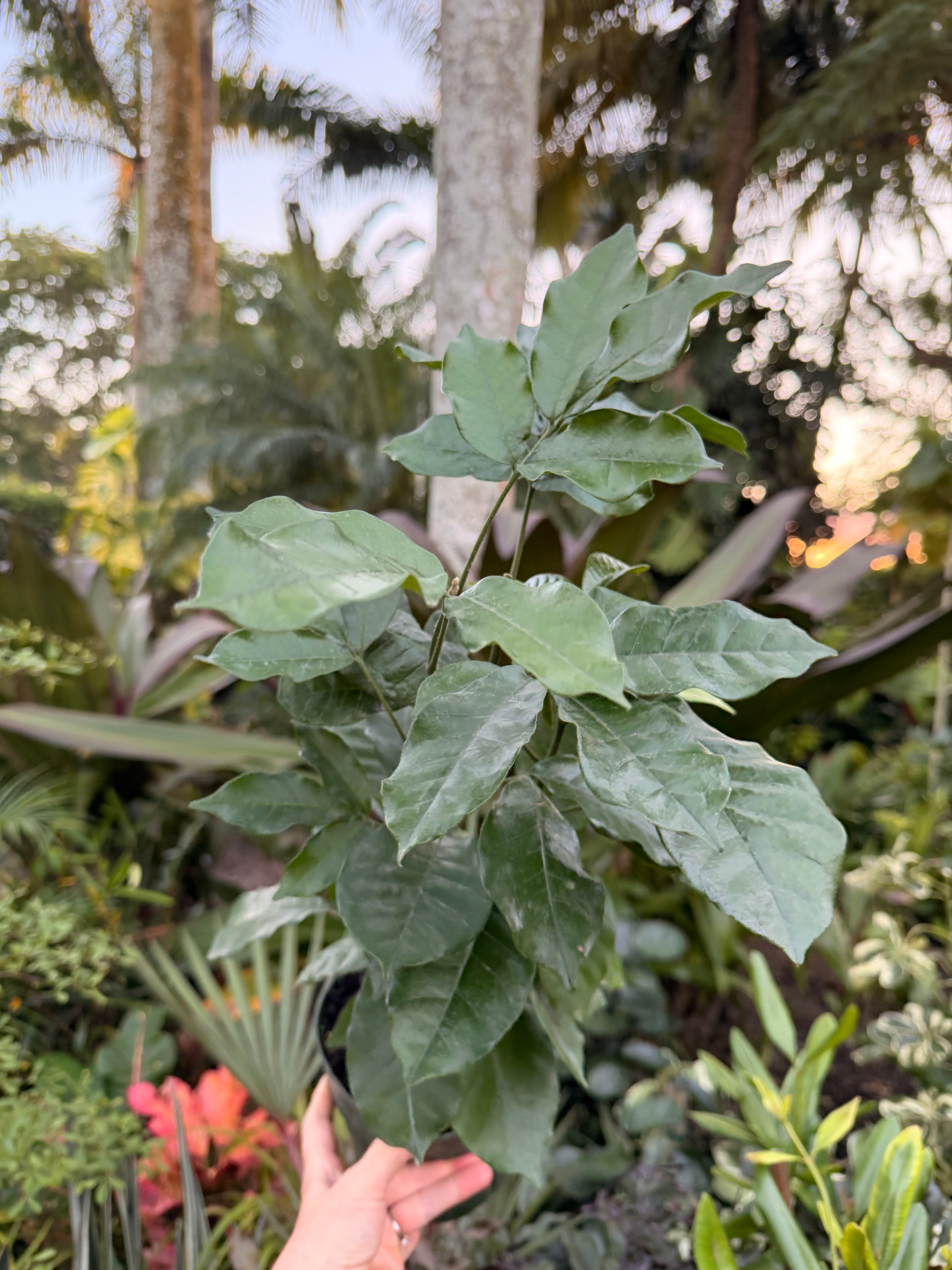 Natal Mahogany, 6” pot