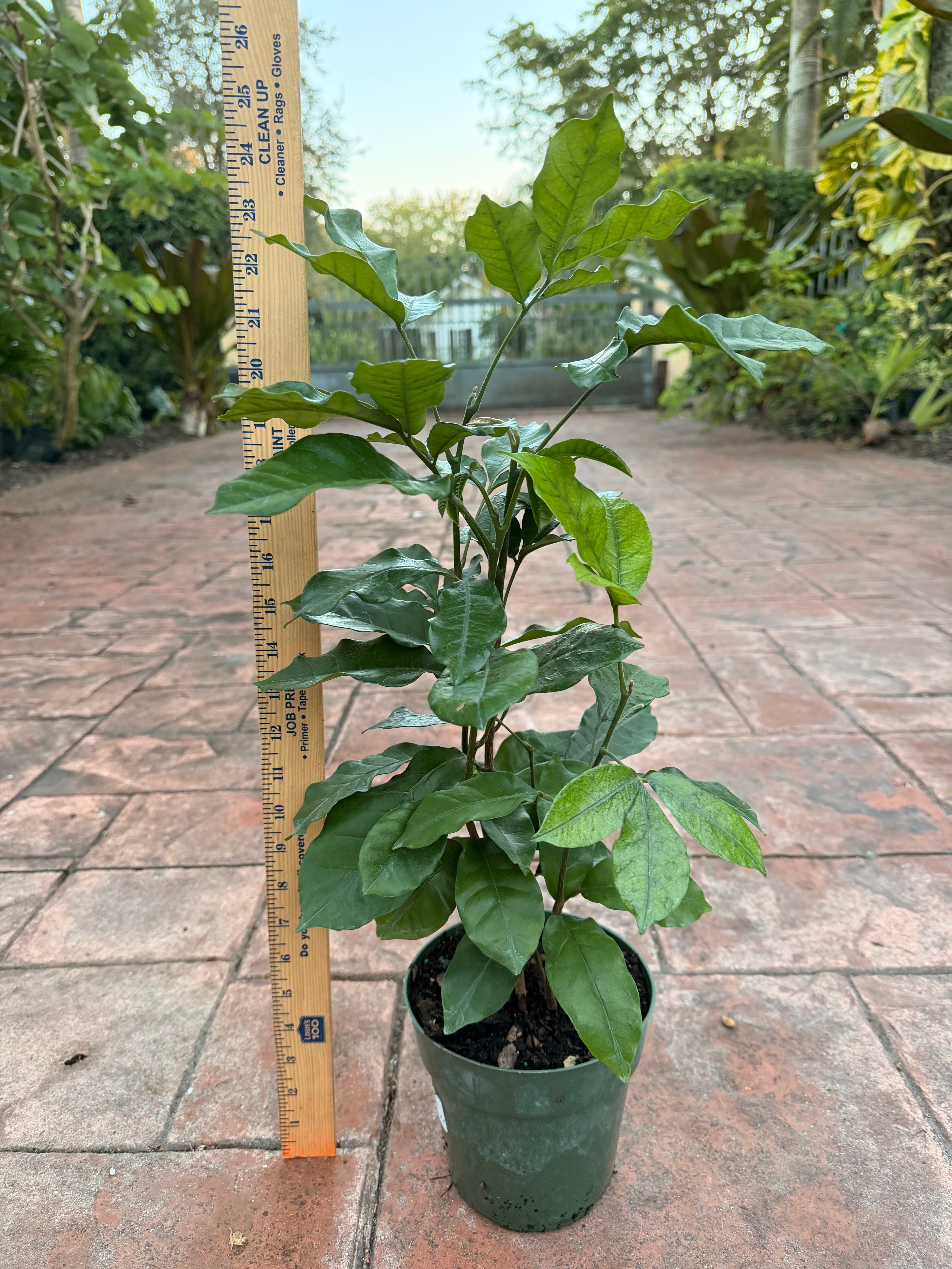 Natal Mahogany, 6” pot