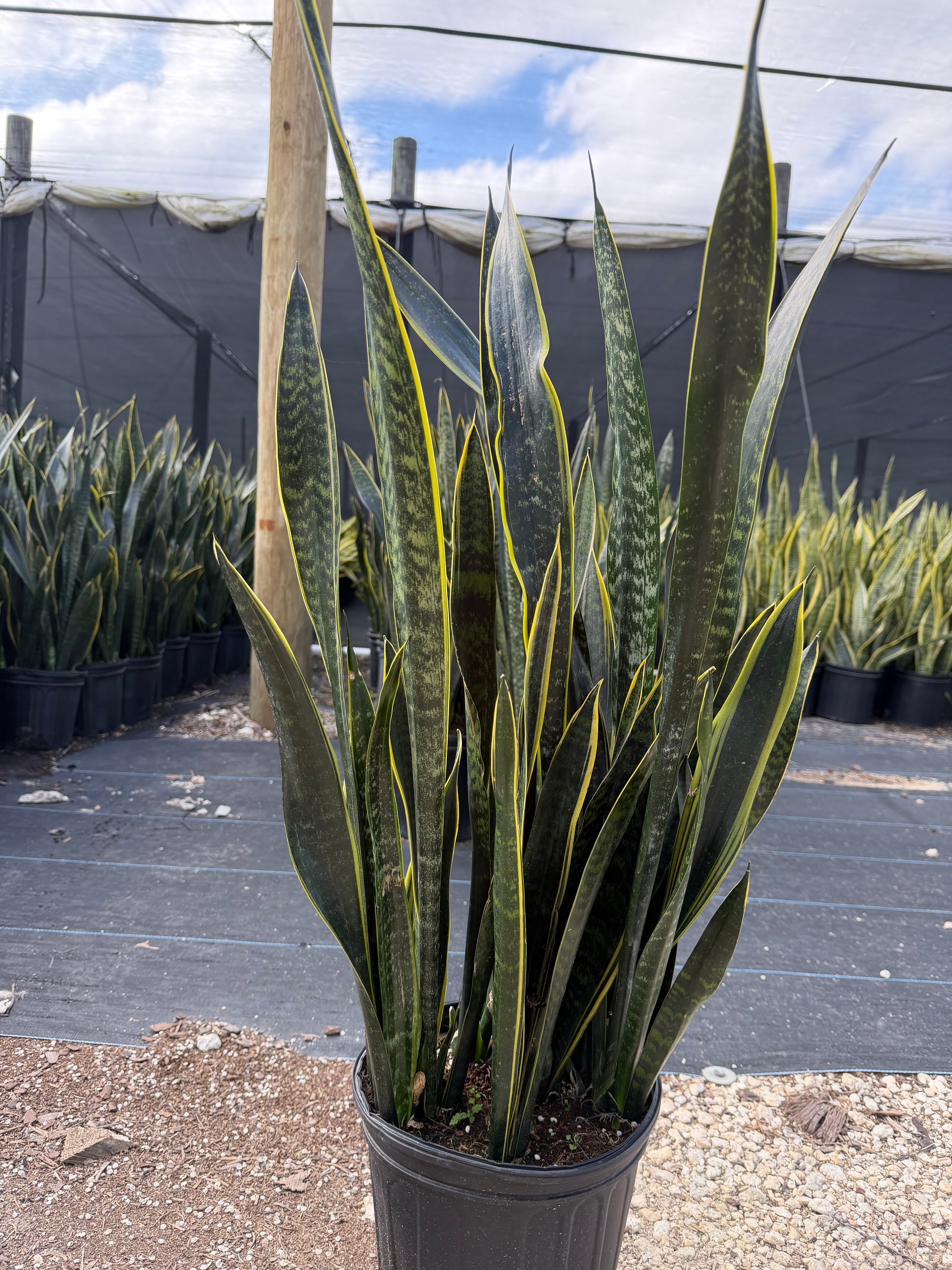 Sansevieria Dakota, 10” pot - ships GROUND