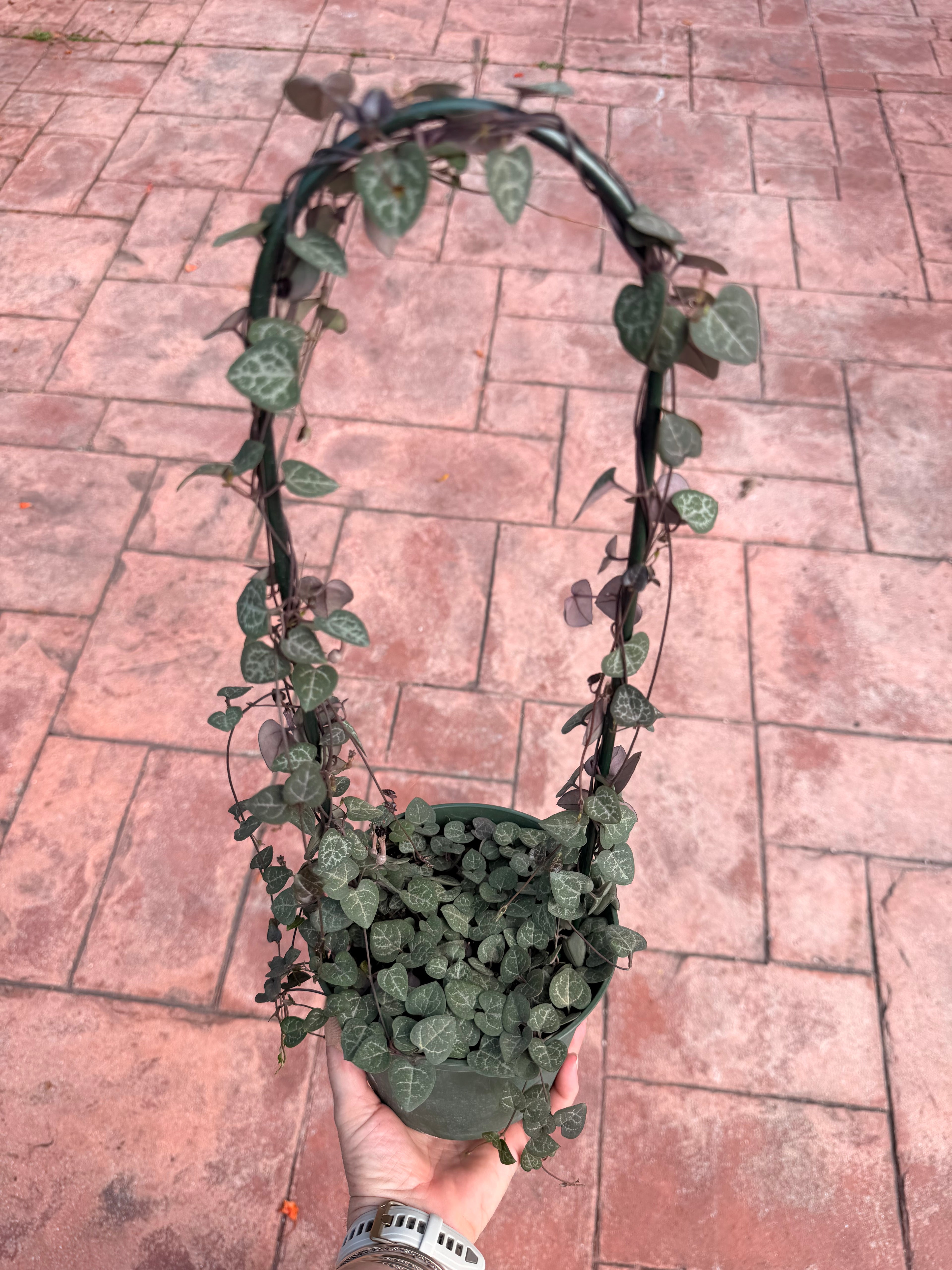 String of Hearts, hoop, 6” pot