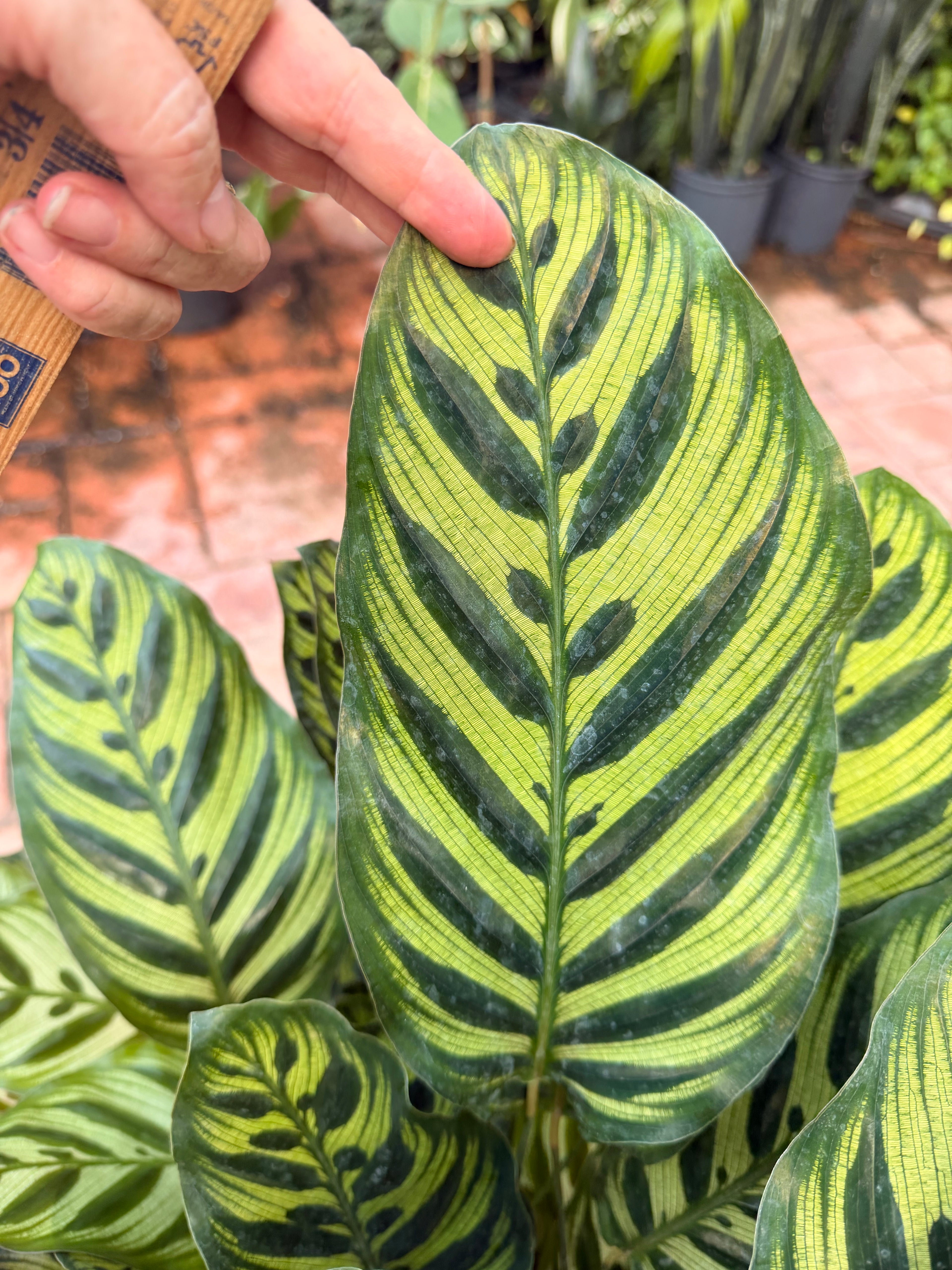 Calathea Makyoana, 10” pot