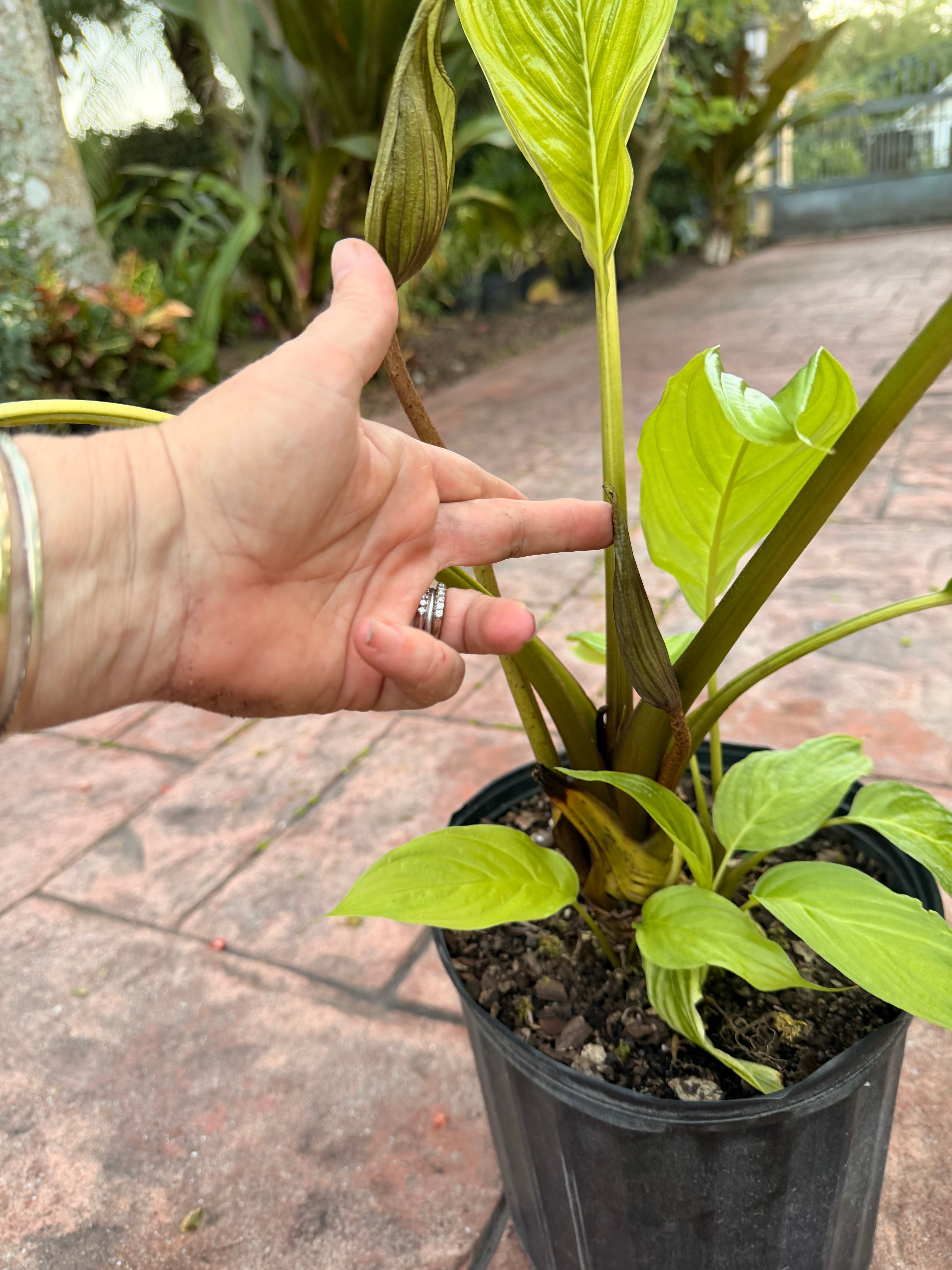 White Tacca Bat plant, 10” pot. Tacca chantieri - Will ship with a bud.