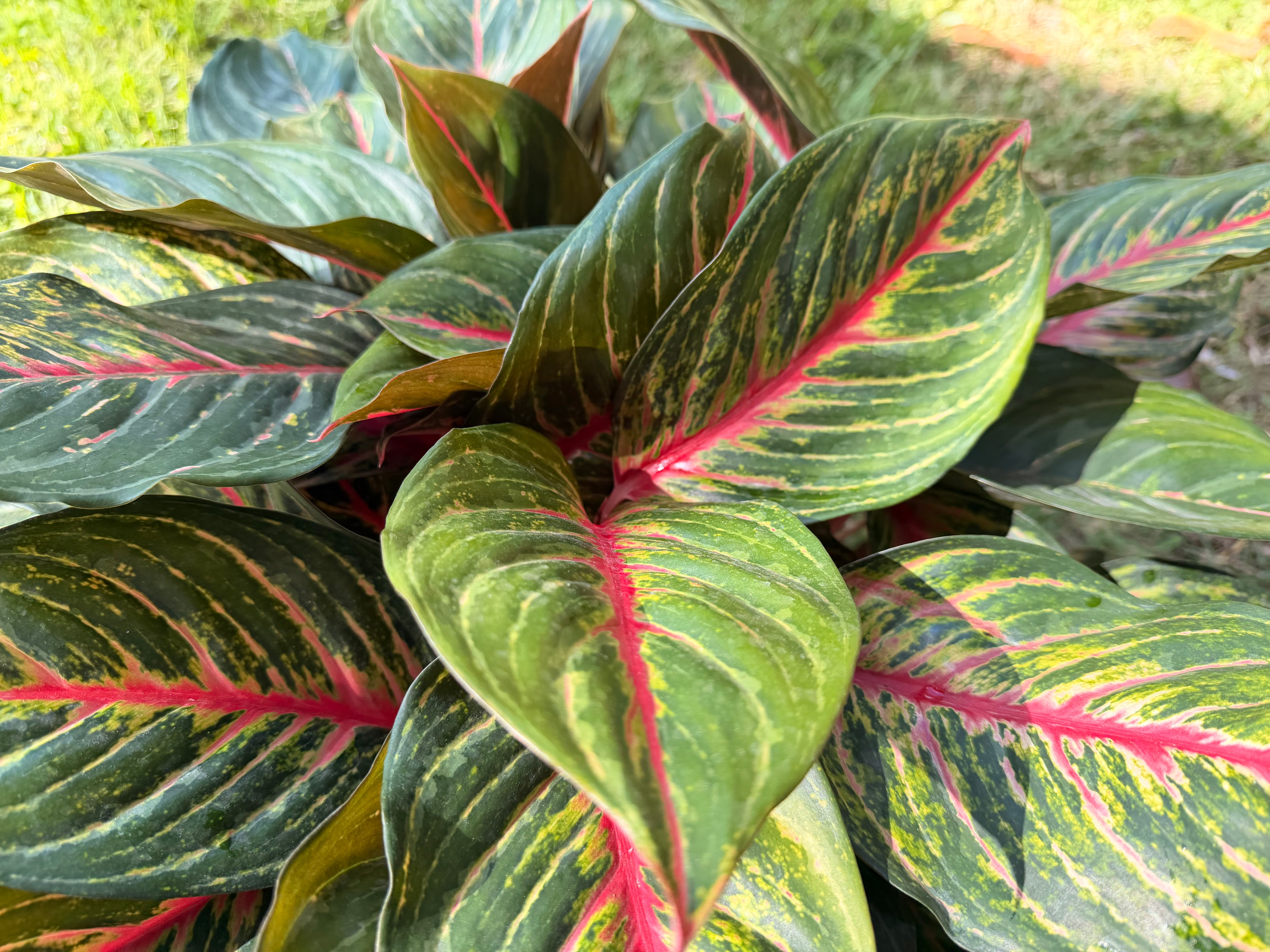 Aglaonema Rubi, 10" pot