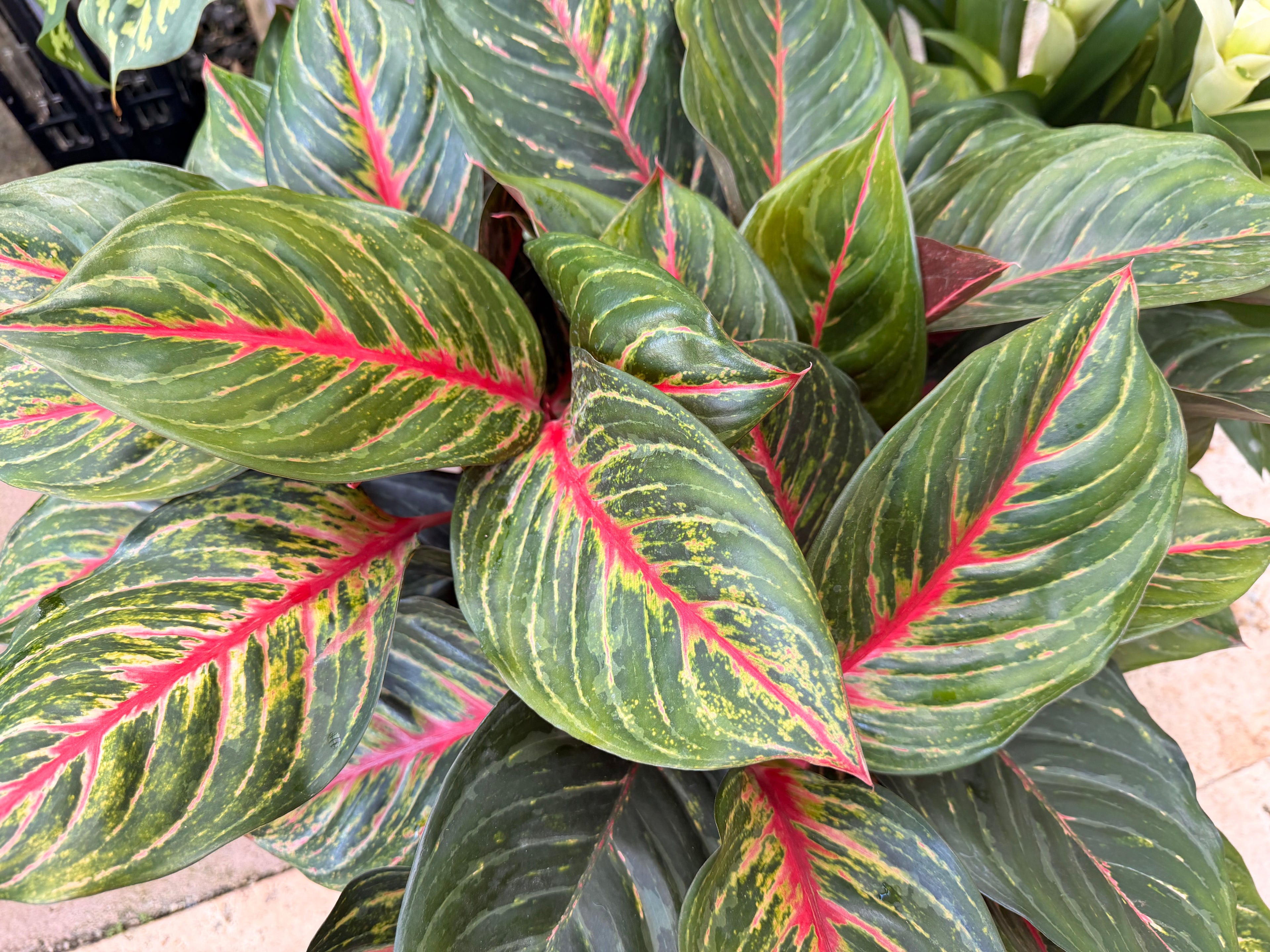 Aglaonema Rubi, 10" pot