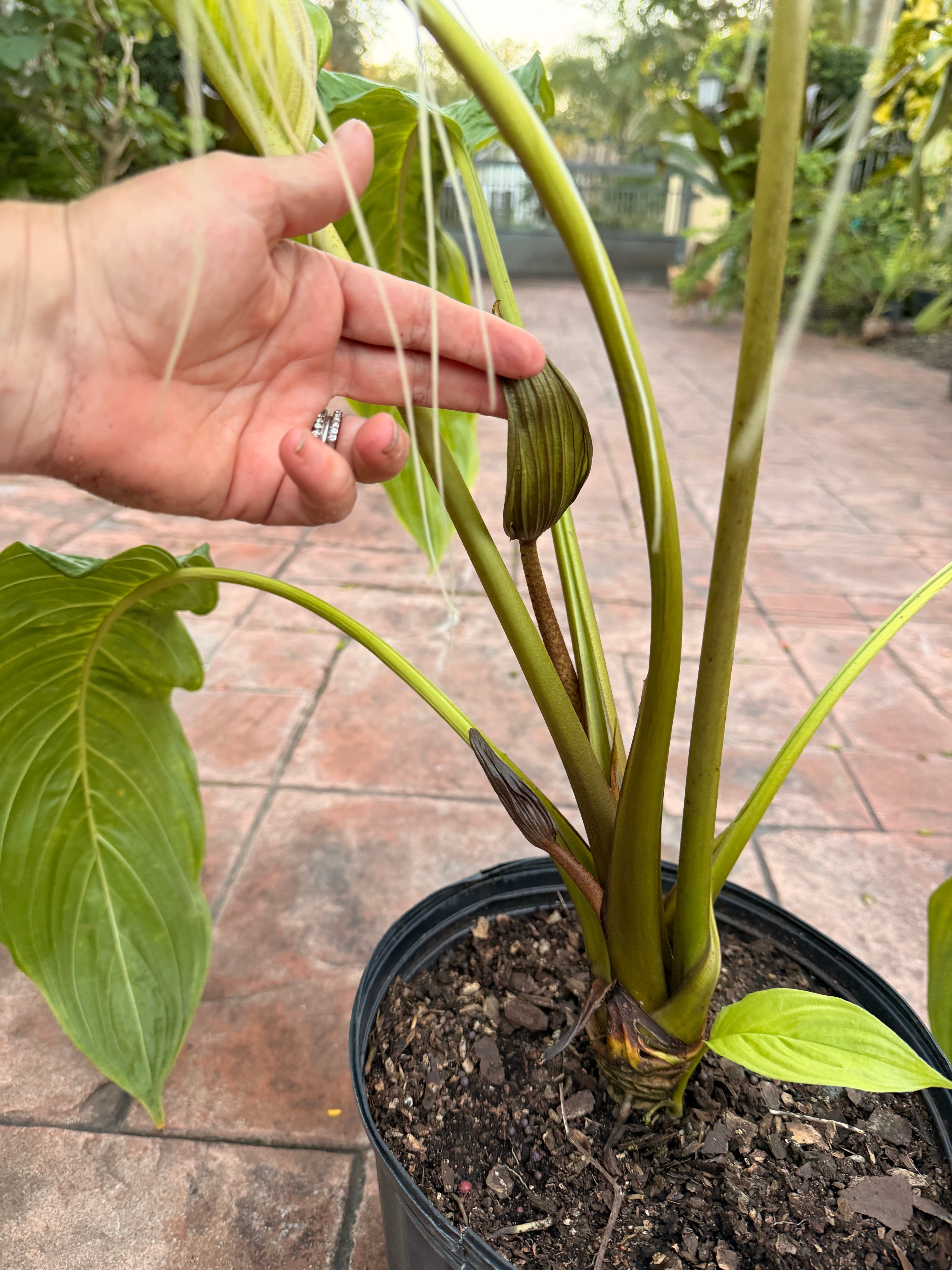 White Tacca Bat plant, 10” pot. Tacca chantieri - Will ship with a bud.