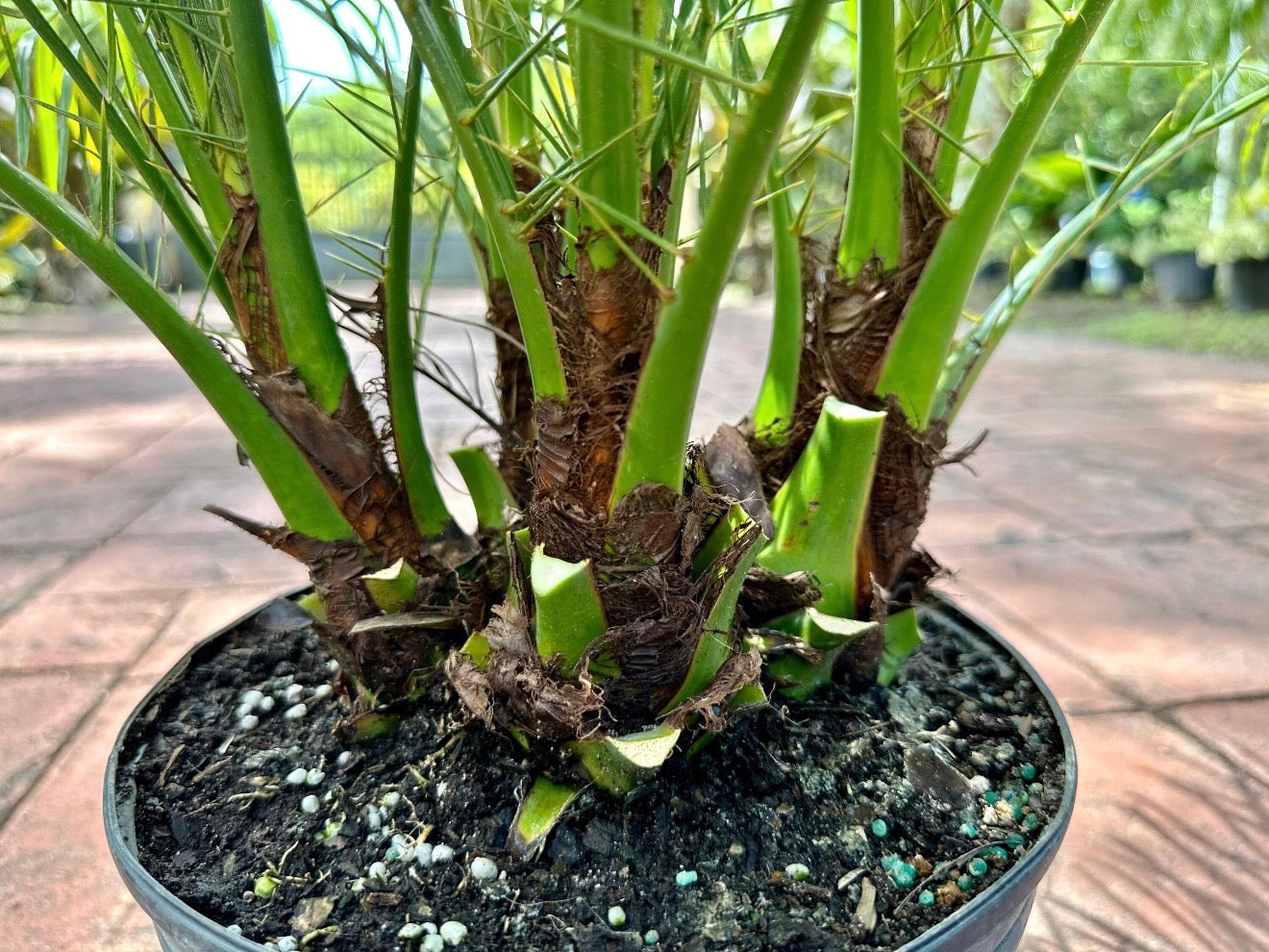 Roebelenii palm, Pygmy Date Palm, 10” pot - Multi