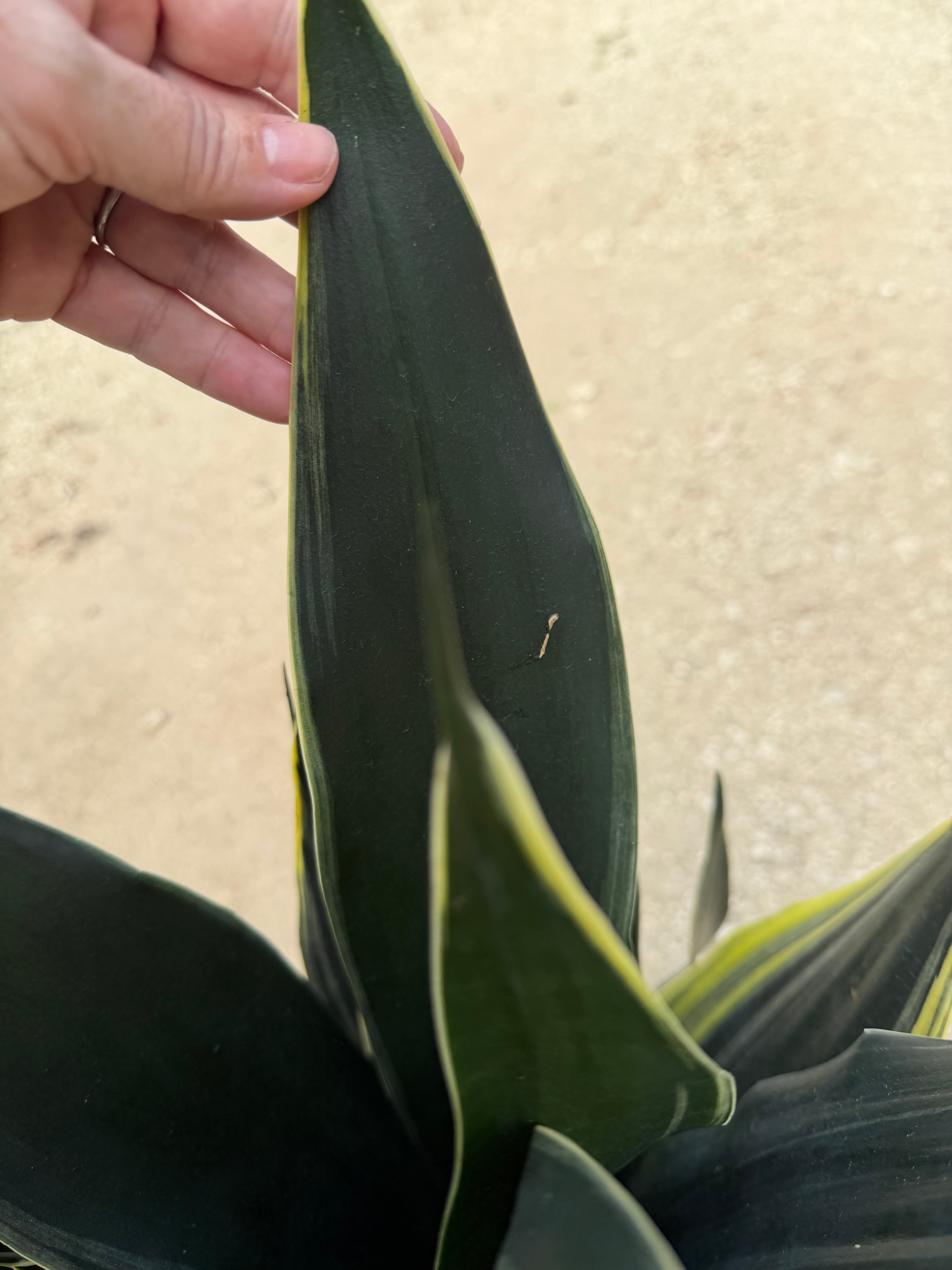 Sansevieria Fabi, 10” pot - Ships GROUND
