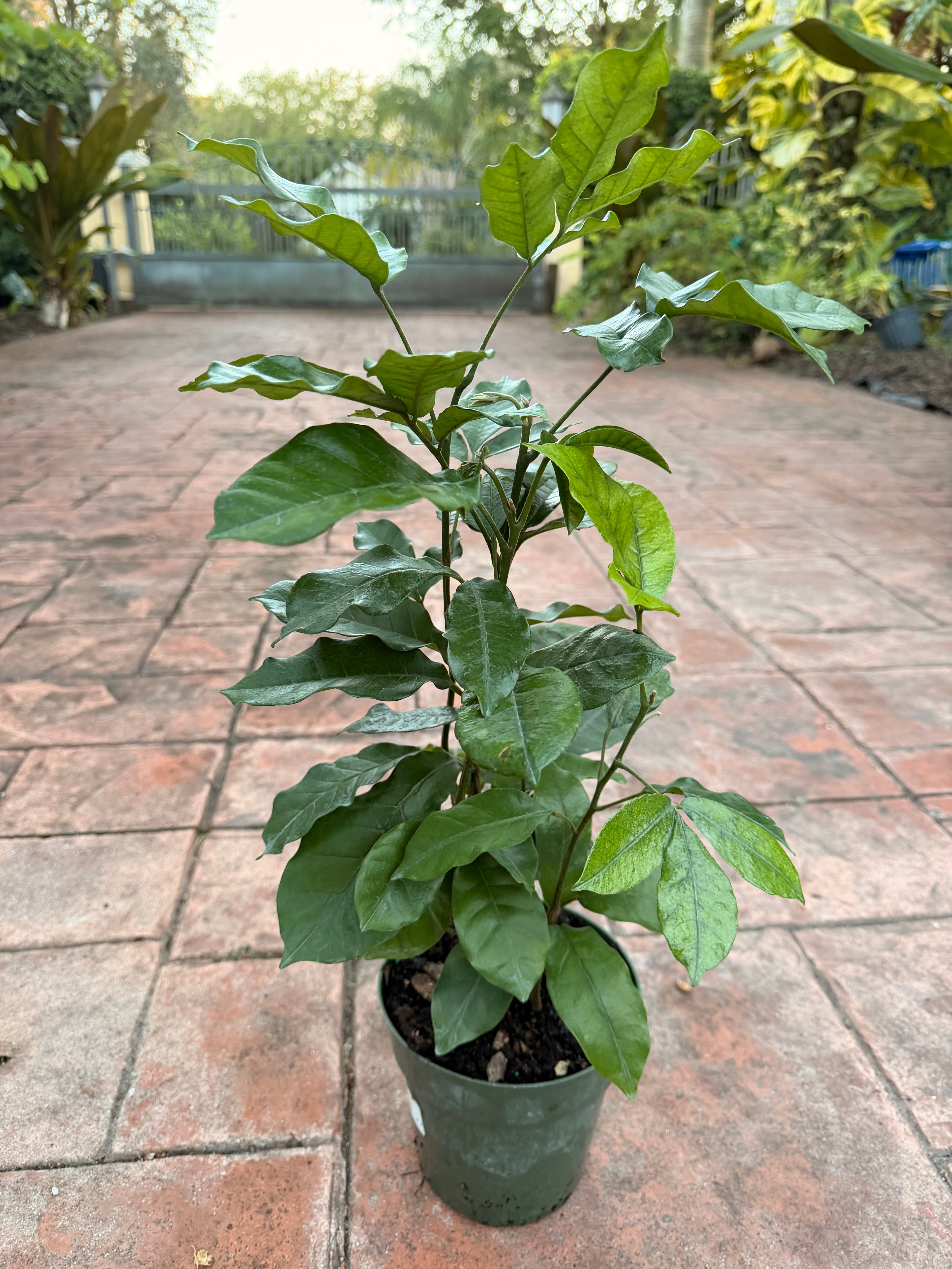 Natal Mahogany, 6” pot