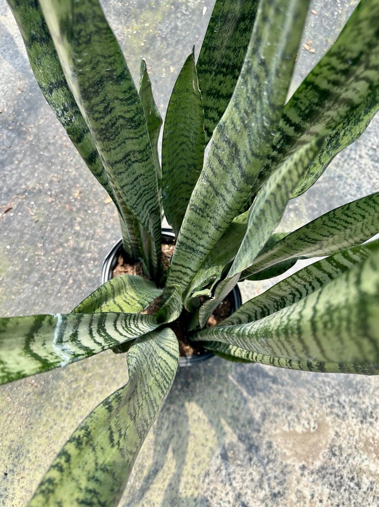 Sansevieria Zeylanica, 10” pot