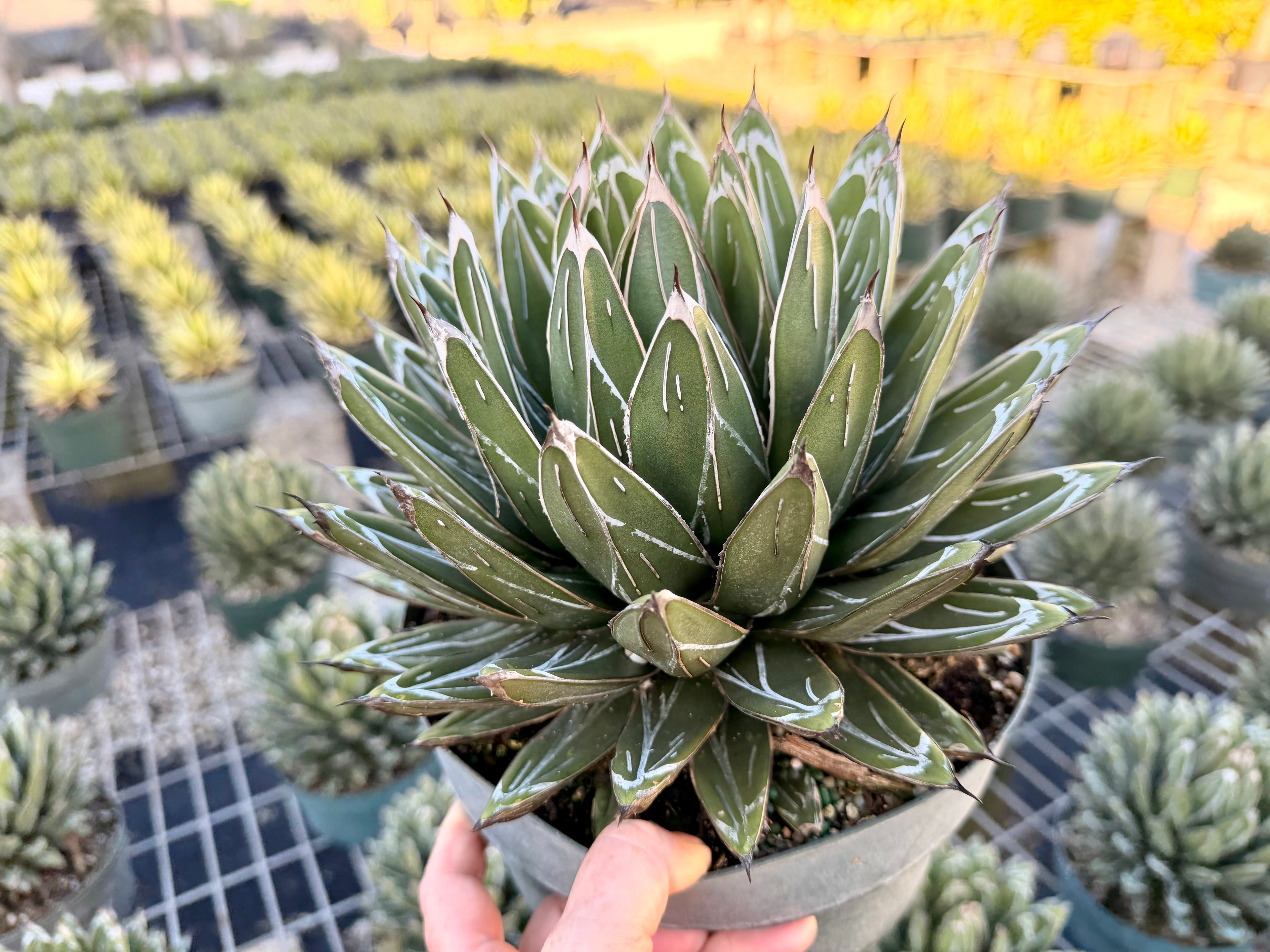Agave victoria-reginae ‘Porcupine’, 8” pot