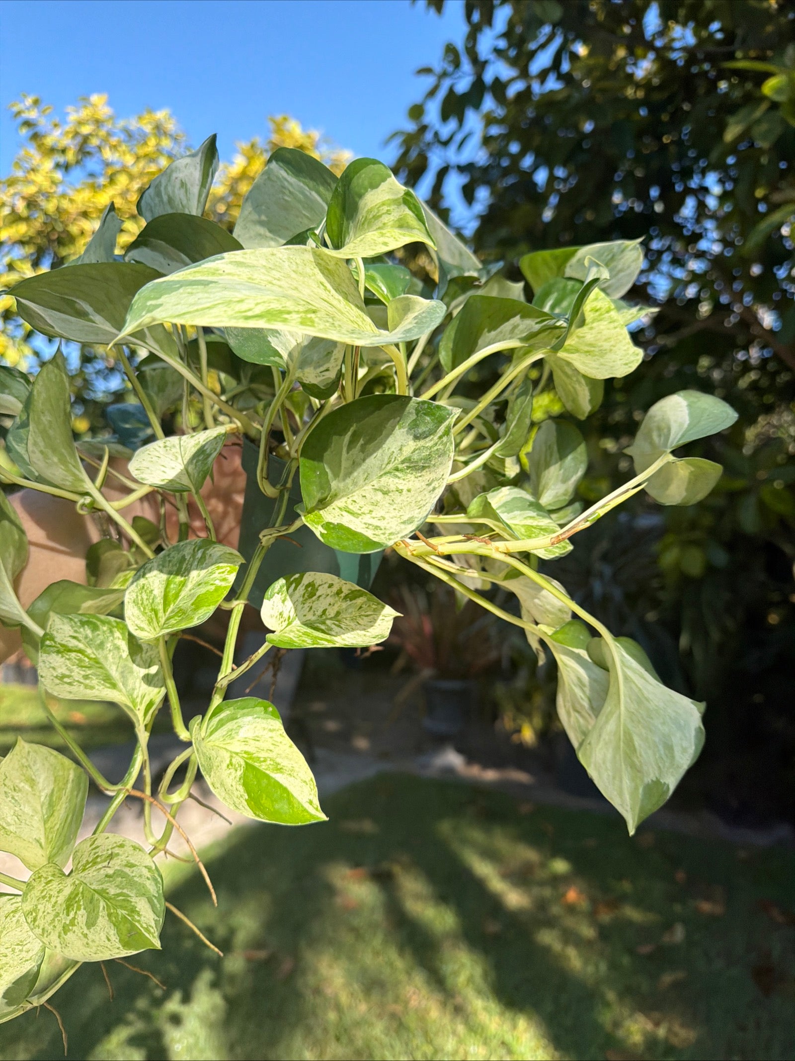 Manjula Pothos, 4” pot - trailing