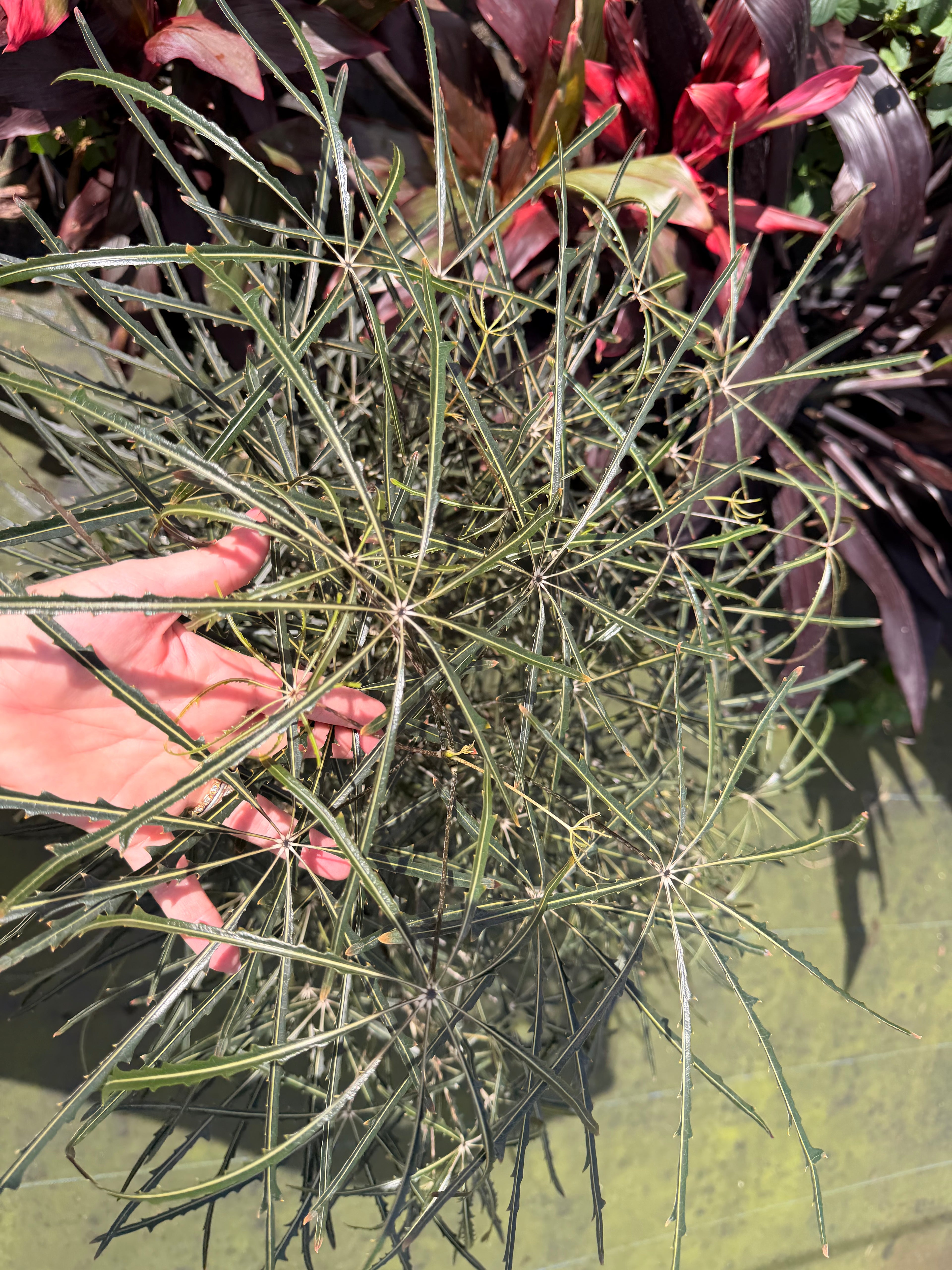 False aralia, 10” pot