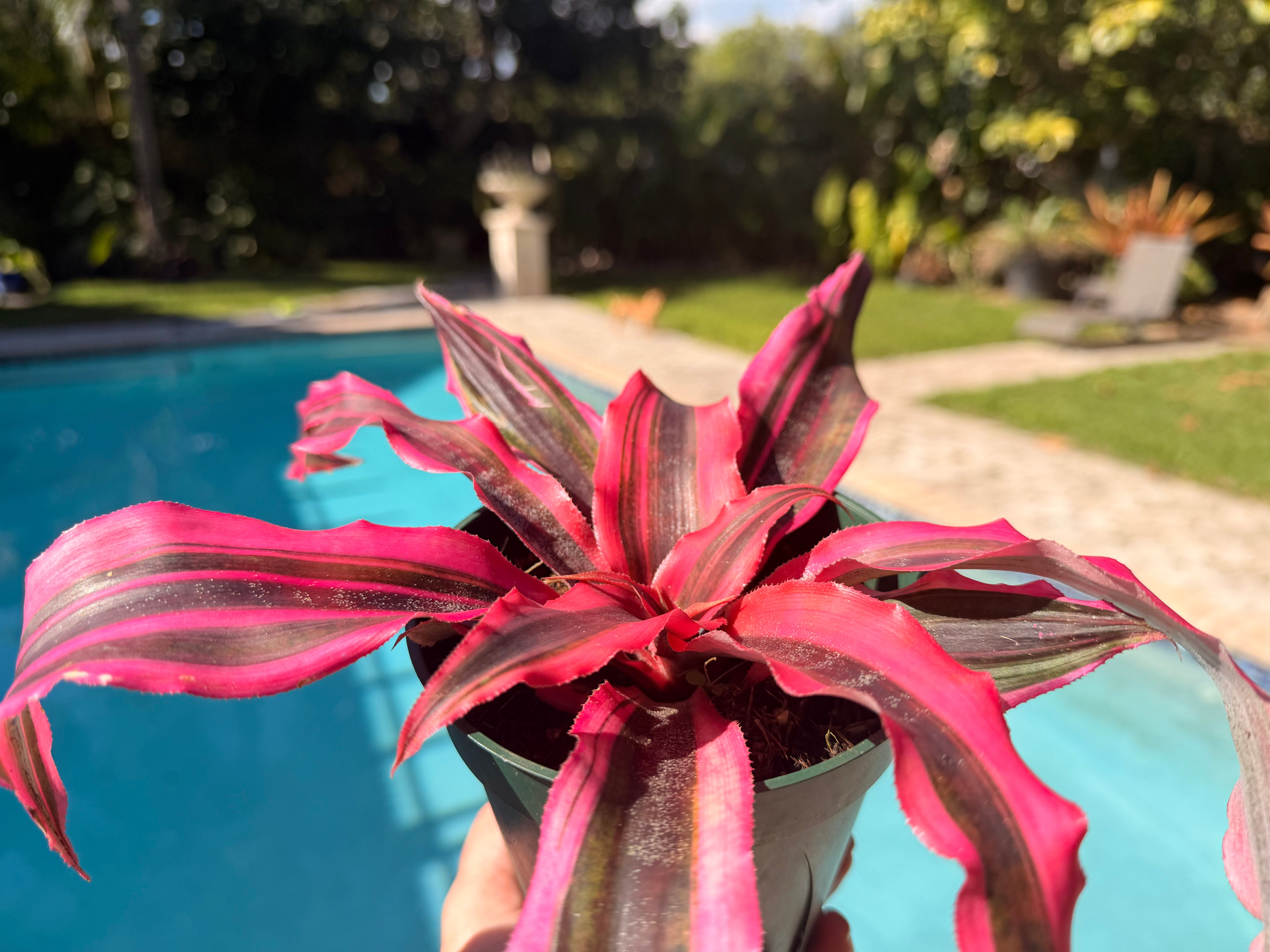 Cryptanthus Red Baron, 5” pot
