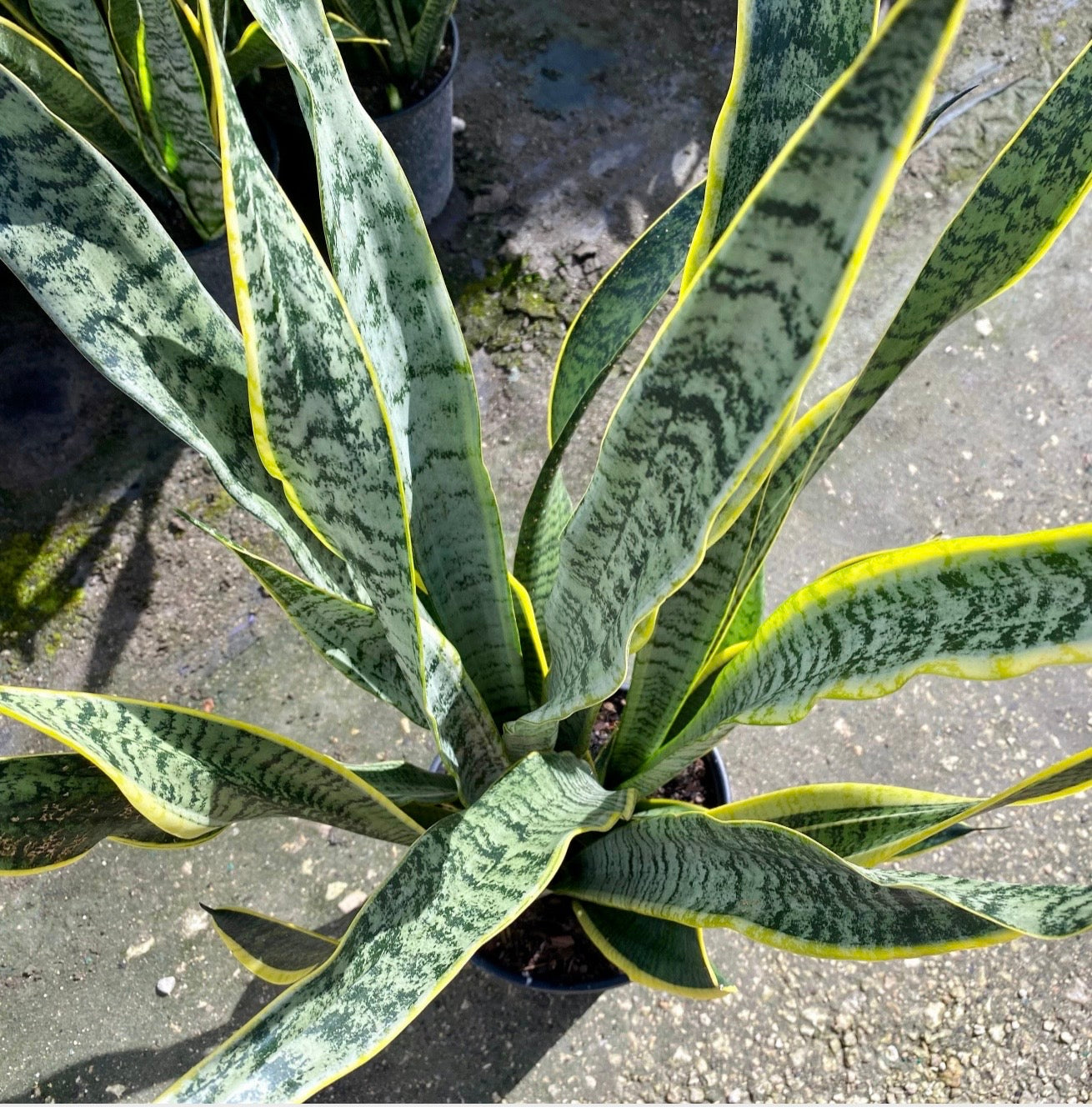 Sansevieria Laurentii, 10” pot