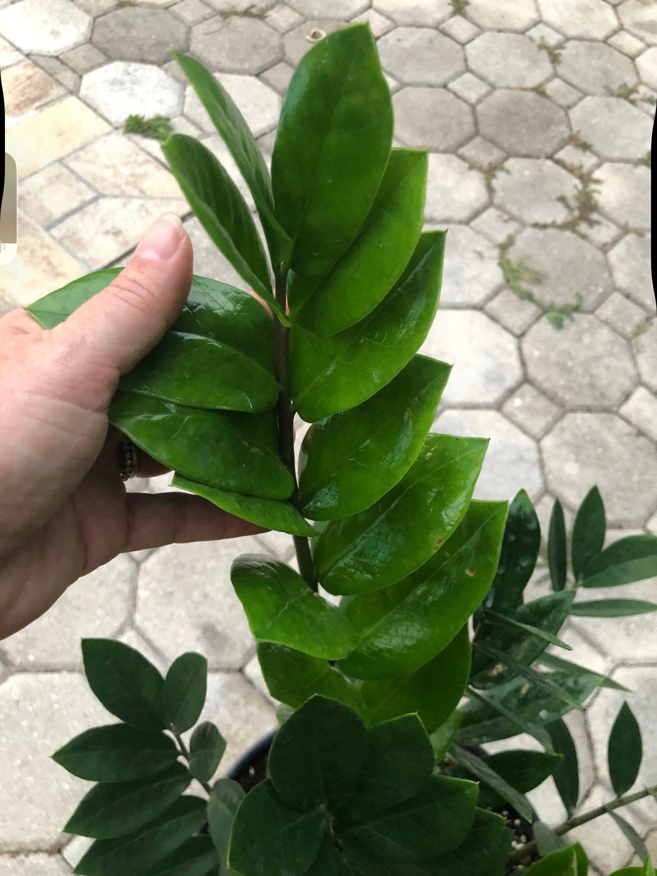 ZZ plant - Zamioculcas zamiifolia, 10” pot