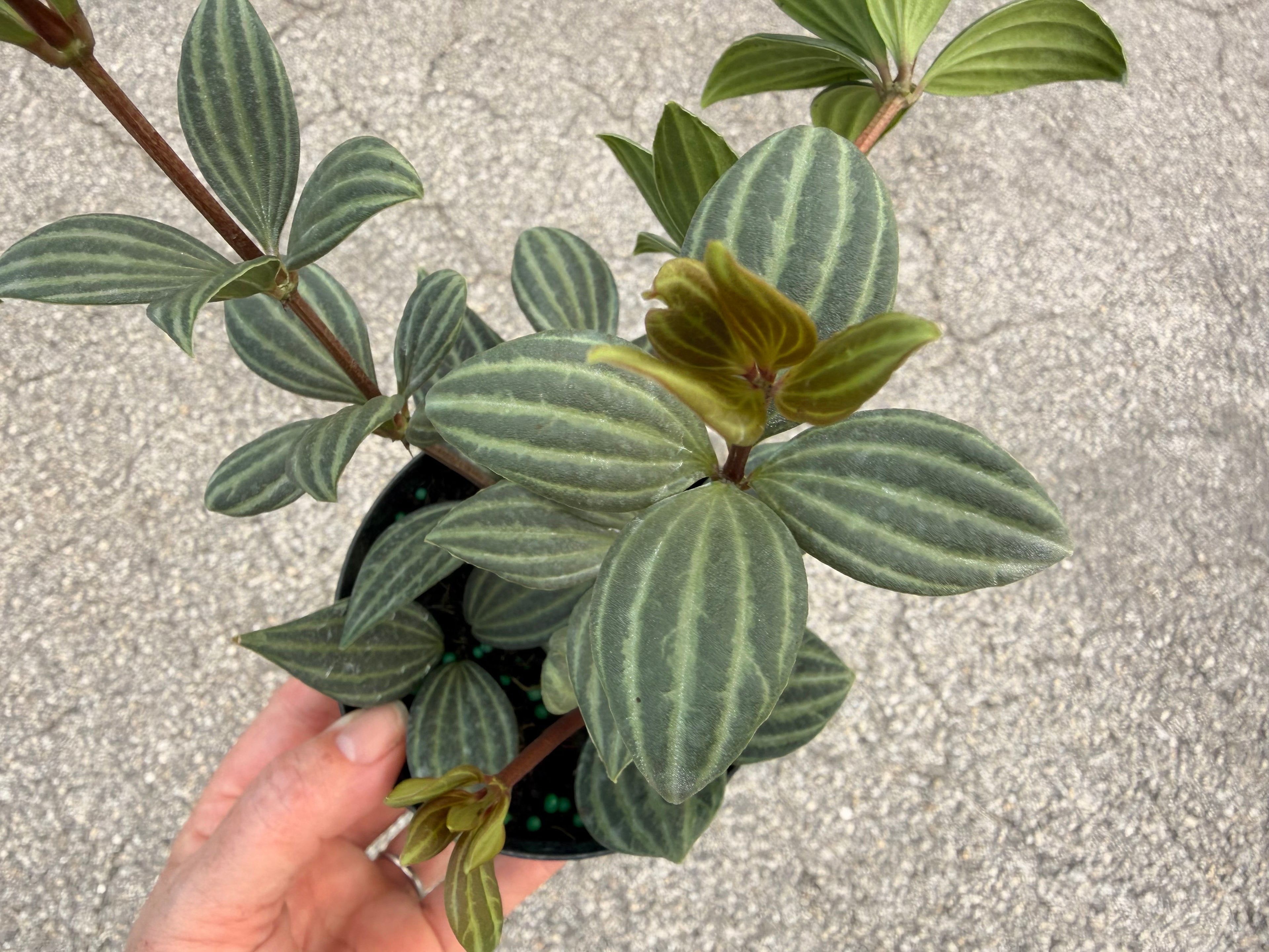 Peperomia Stilt, 4” pot