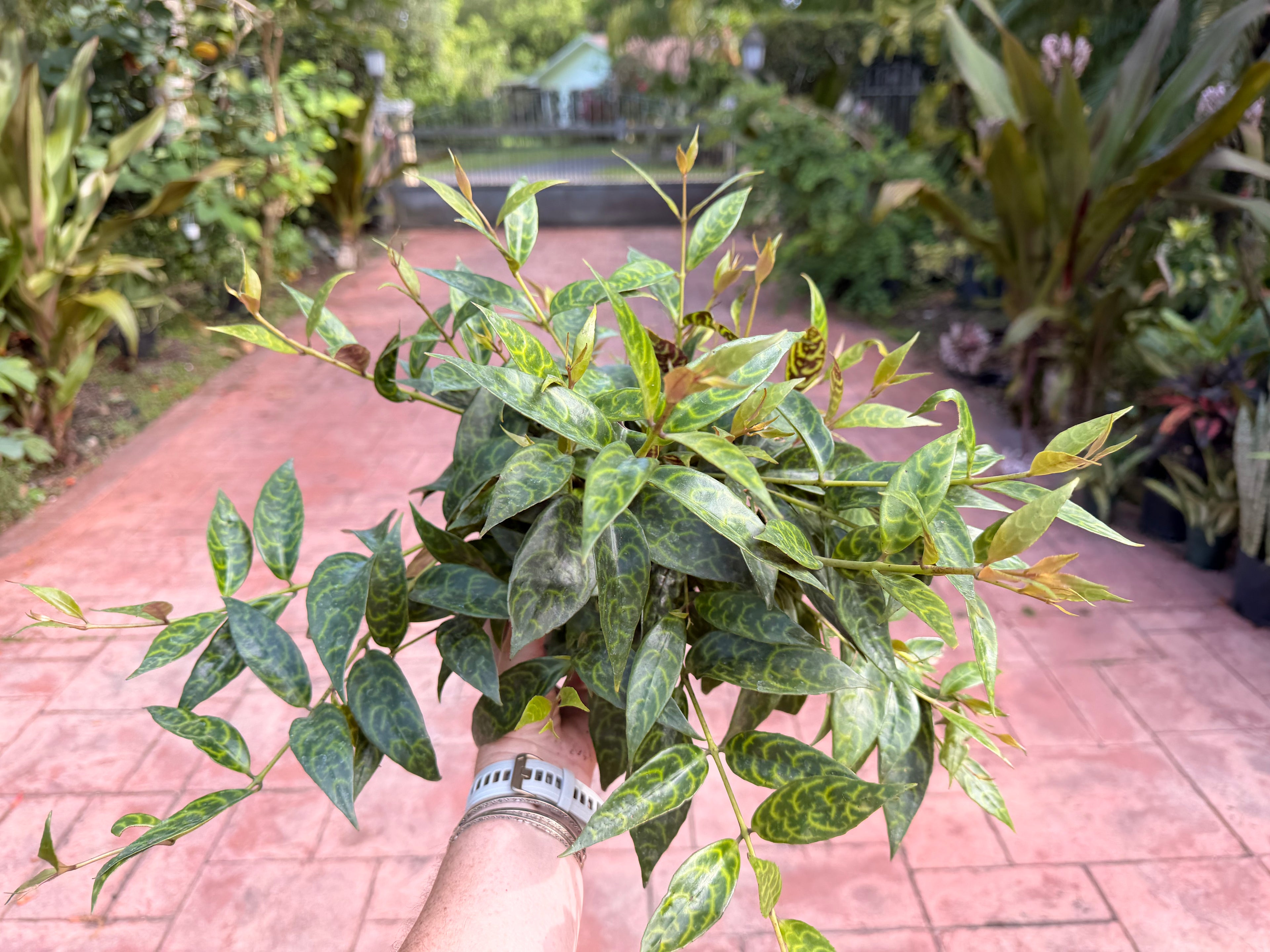 Aeschynanthus Black Pagoda, Lipstick plant, 6” pot