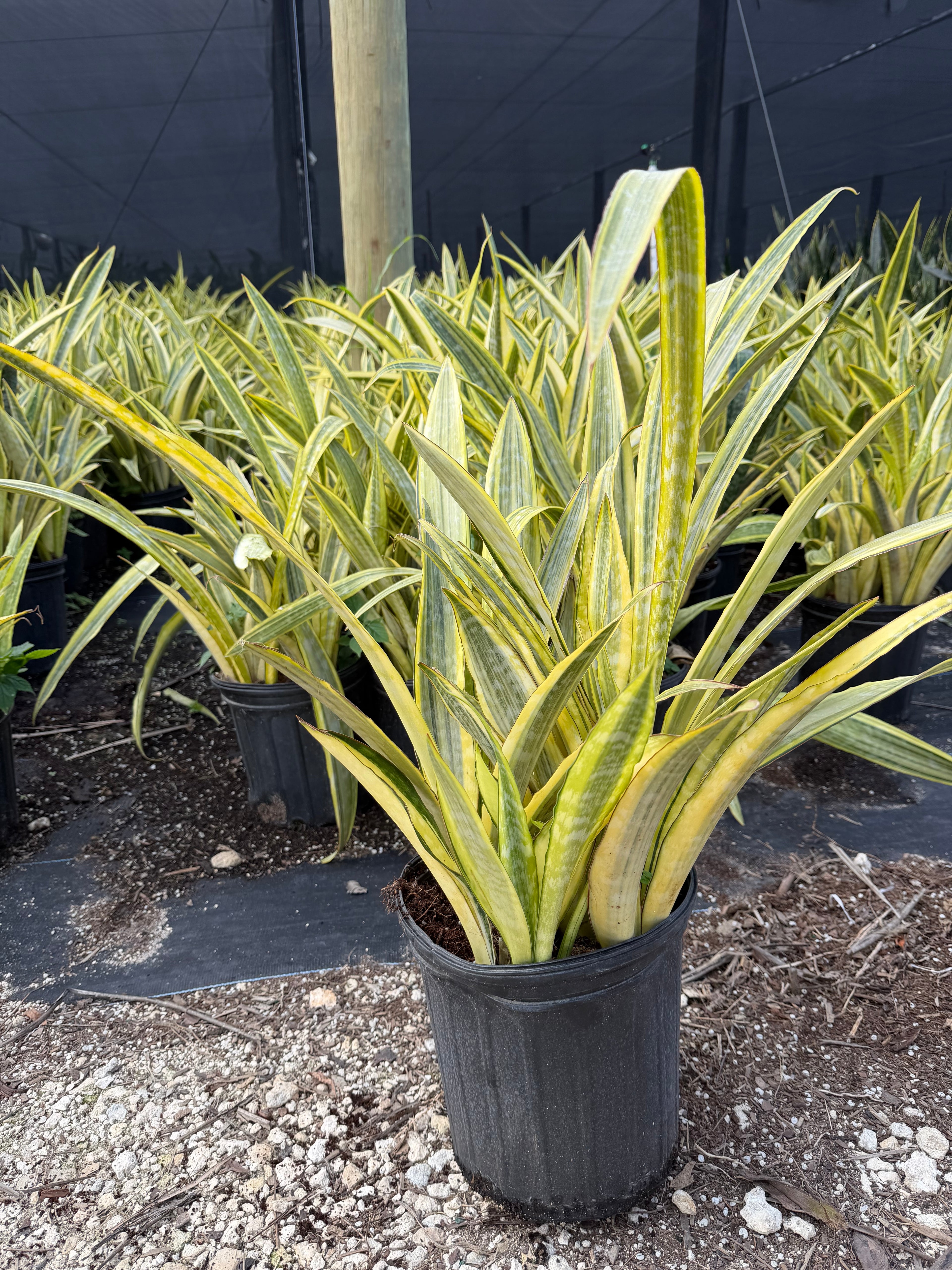 Sansevieria Lauren, 10” pot - ships GROUND