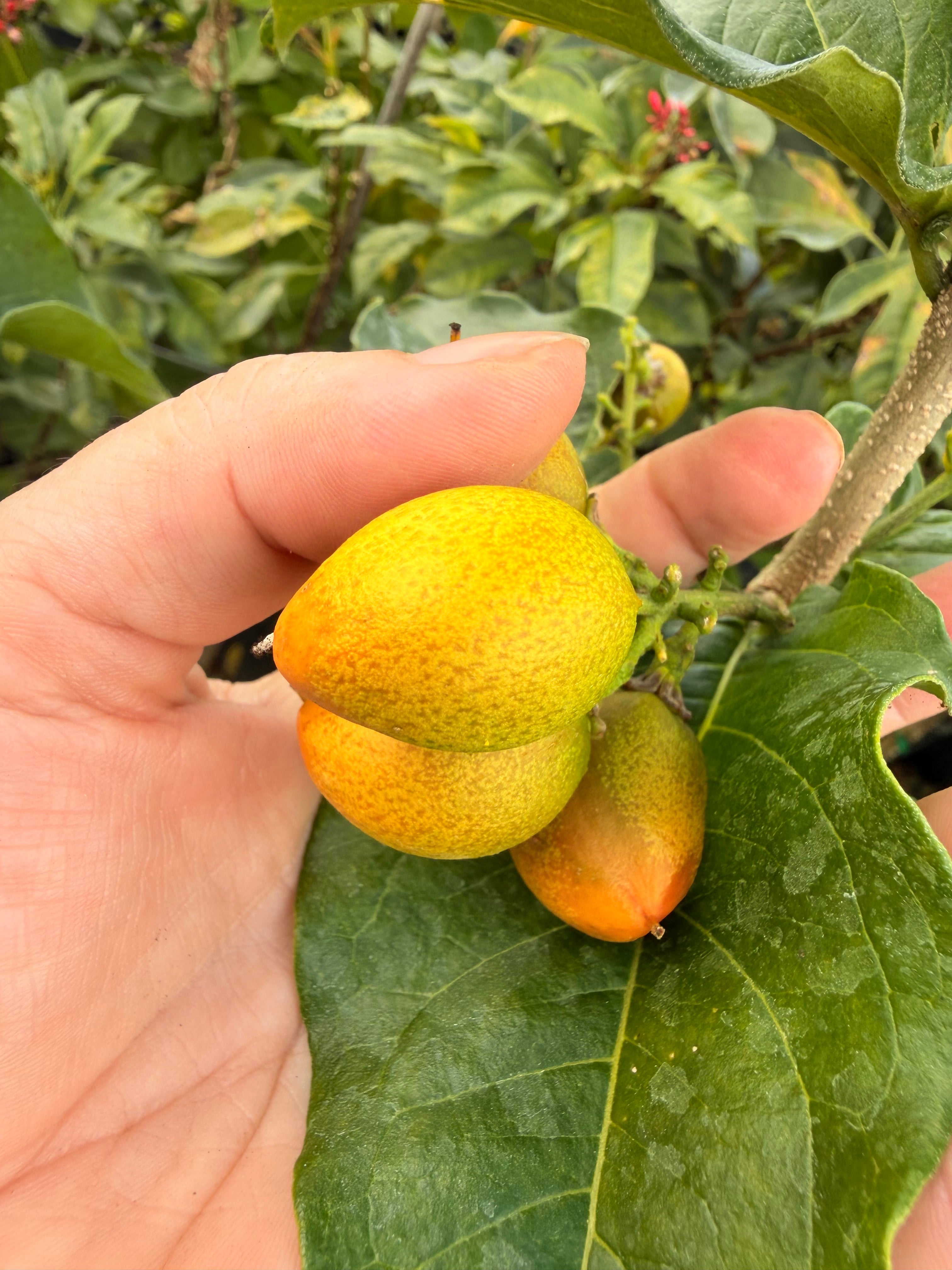 Peanut Butter tree, 10” pot - Bunchosia argentea