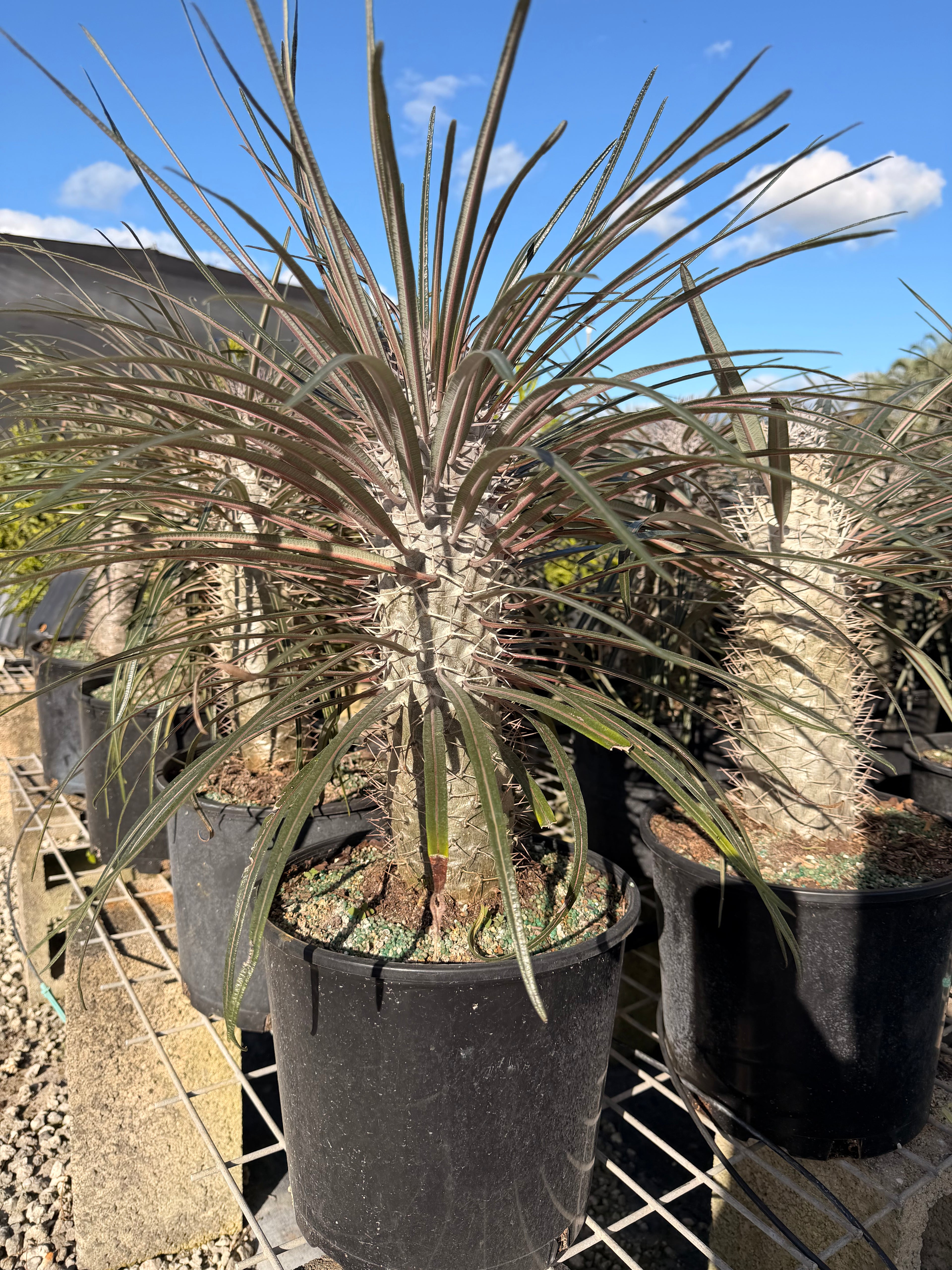 Madagascar palm, 10” pot - Pachypodium geayi