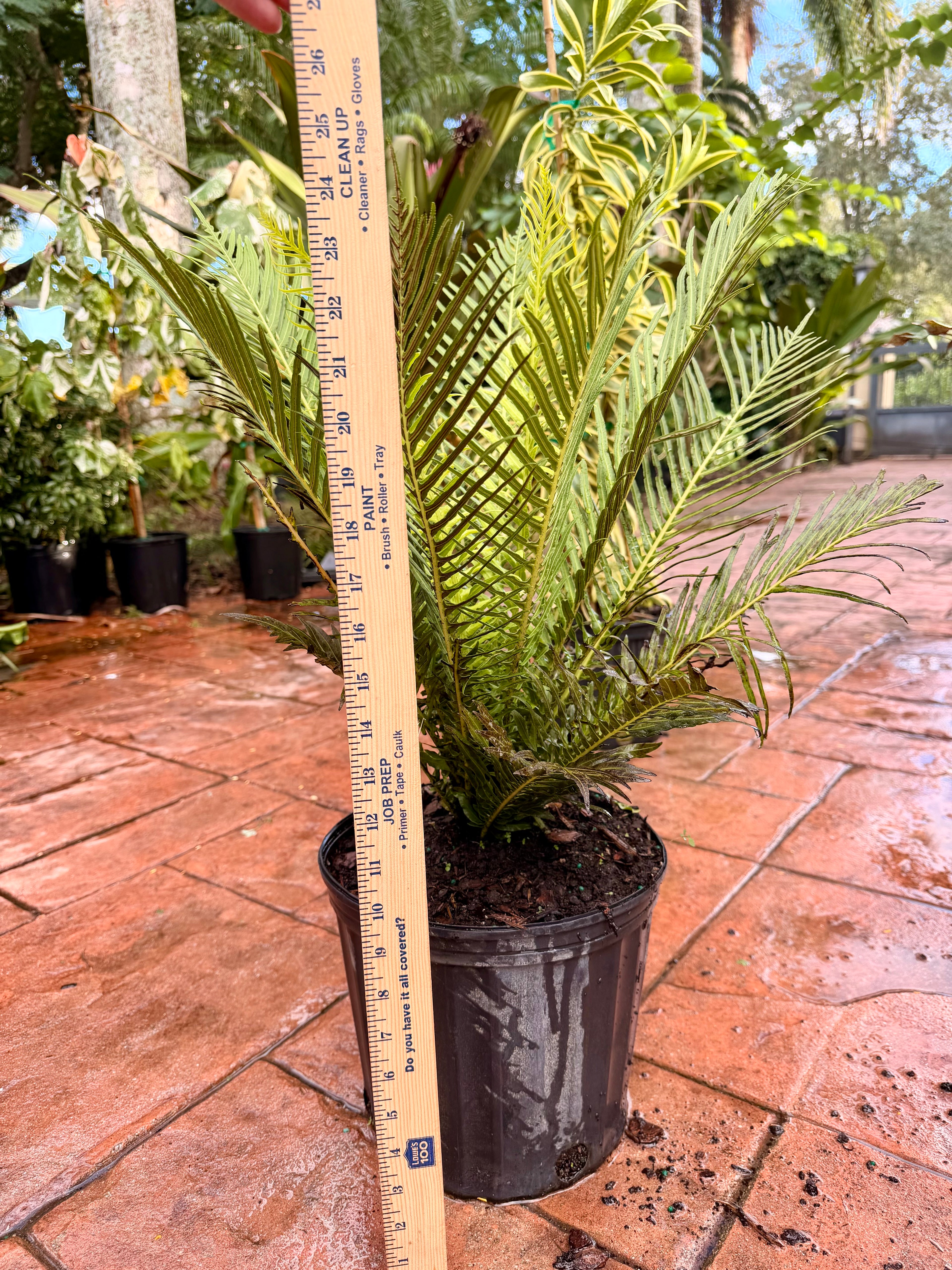 Silver Lady fern, 10” pot