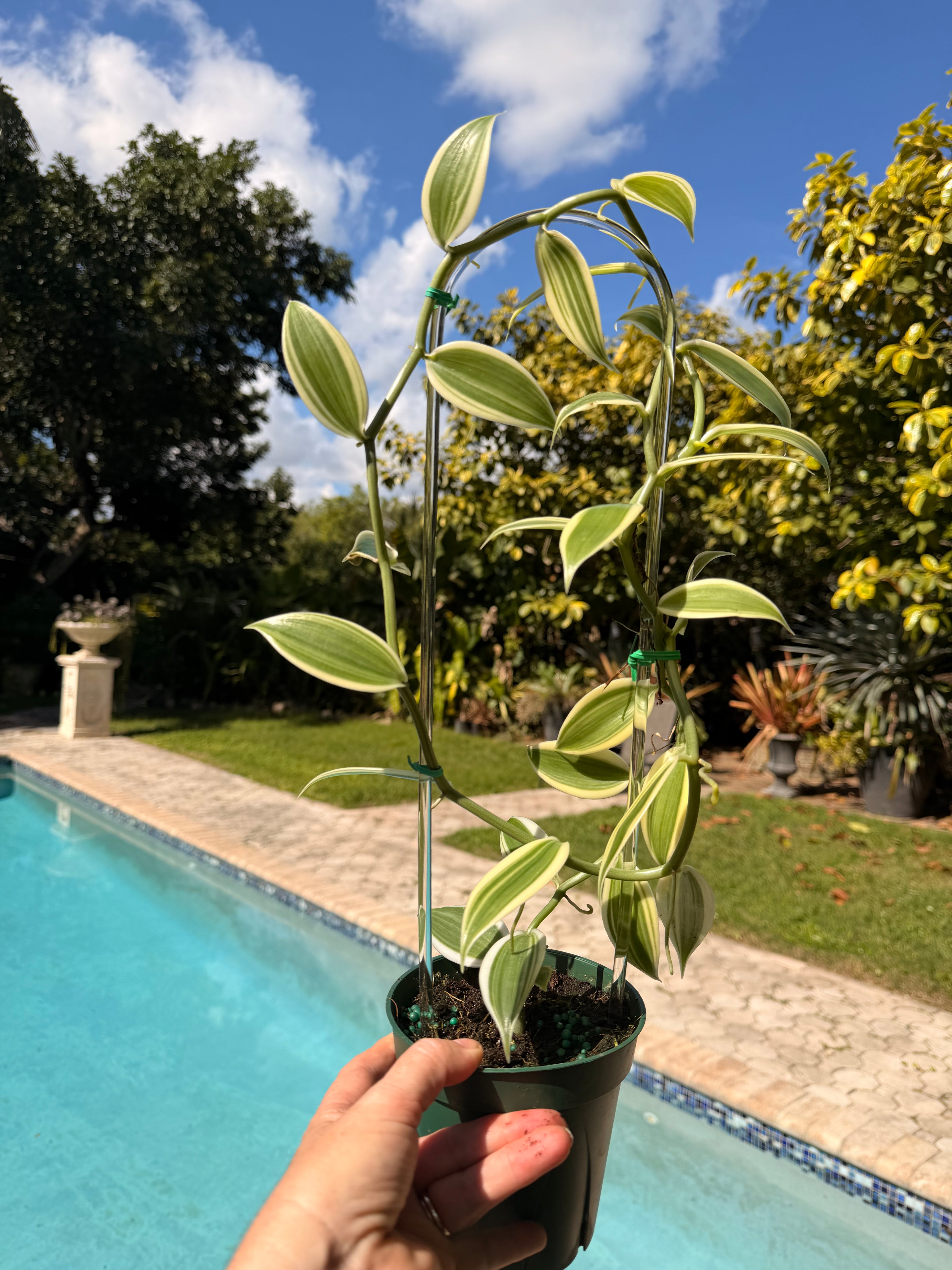 Albo-Variegated Vanilla, 4” pot Clear hoop