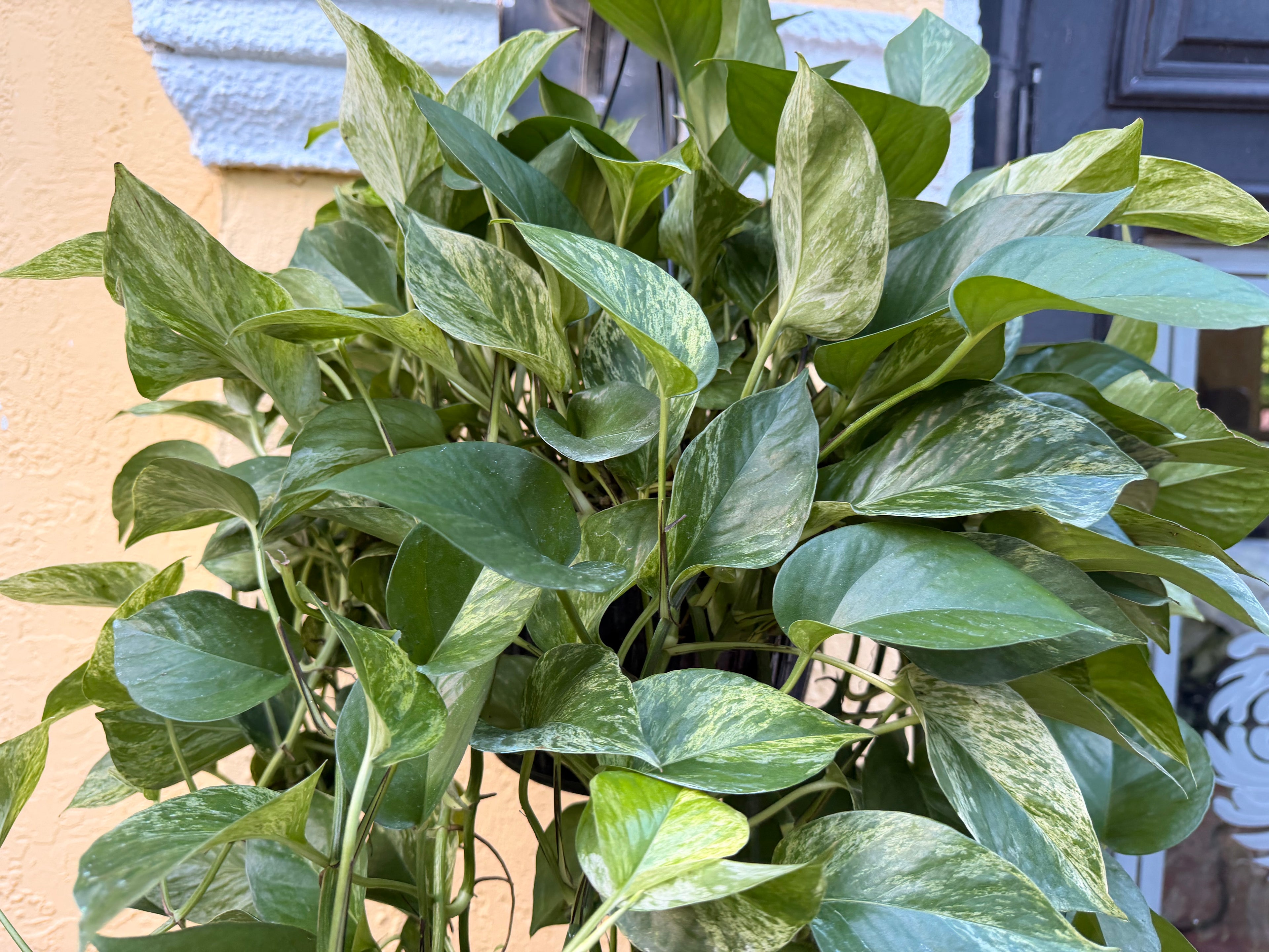 Marble Queen photos, 8” pot XL