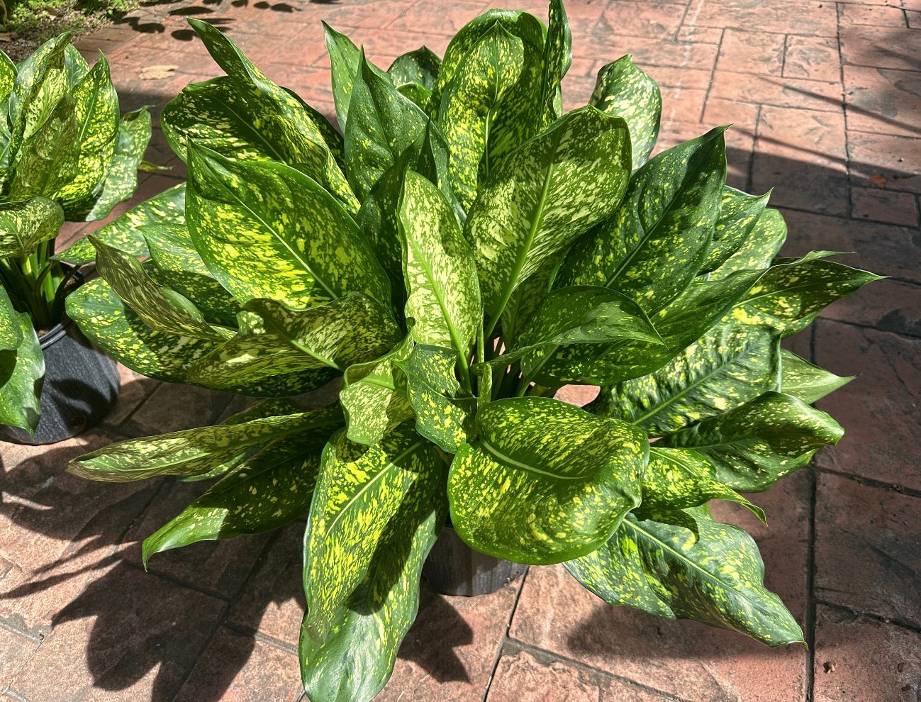 Aglaonema Lumina, 10” pot