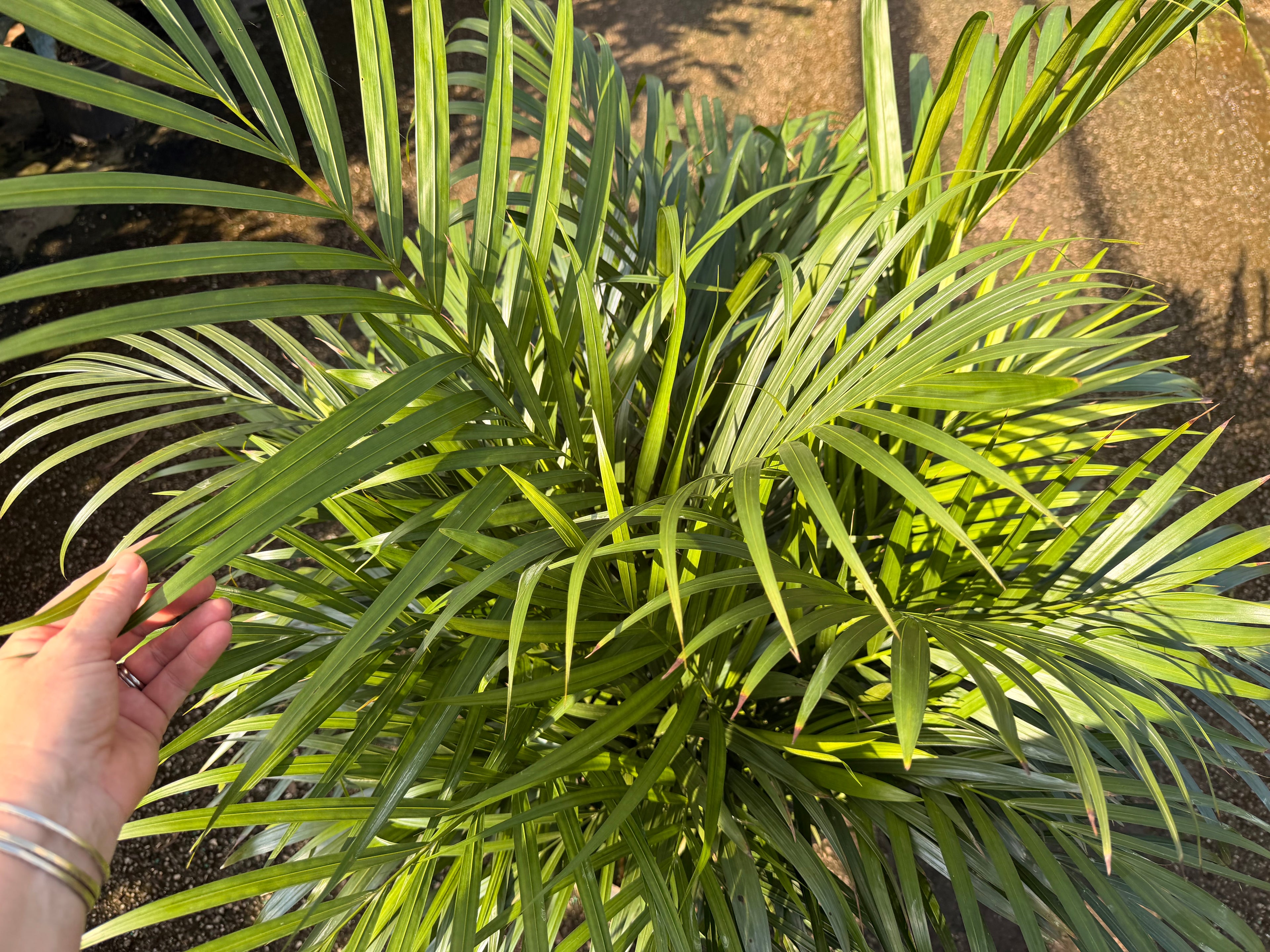Areca Supreme, 10” pot 40-46” tall