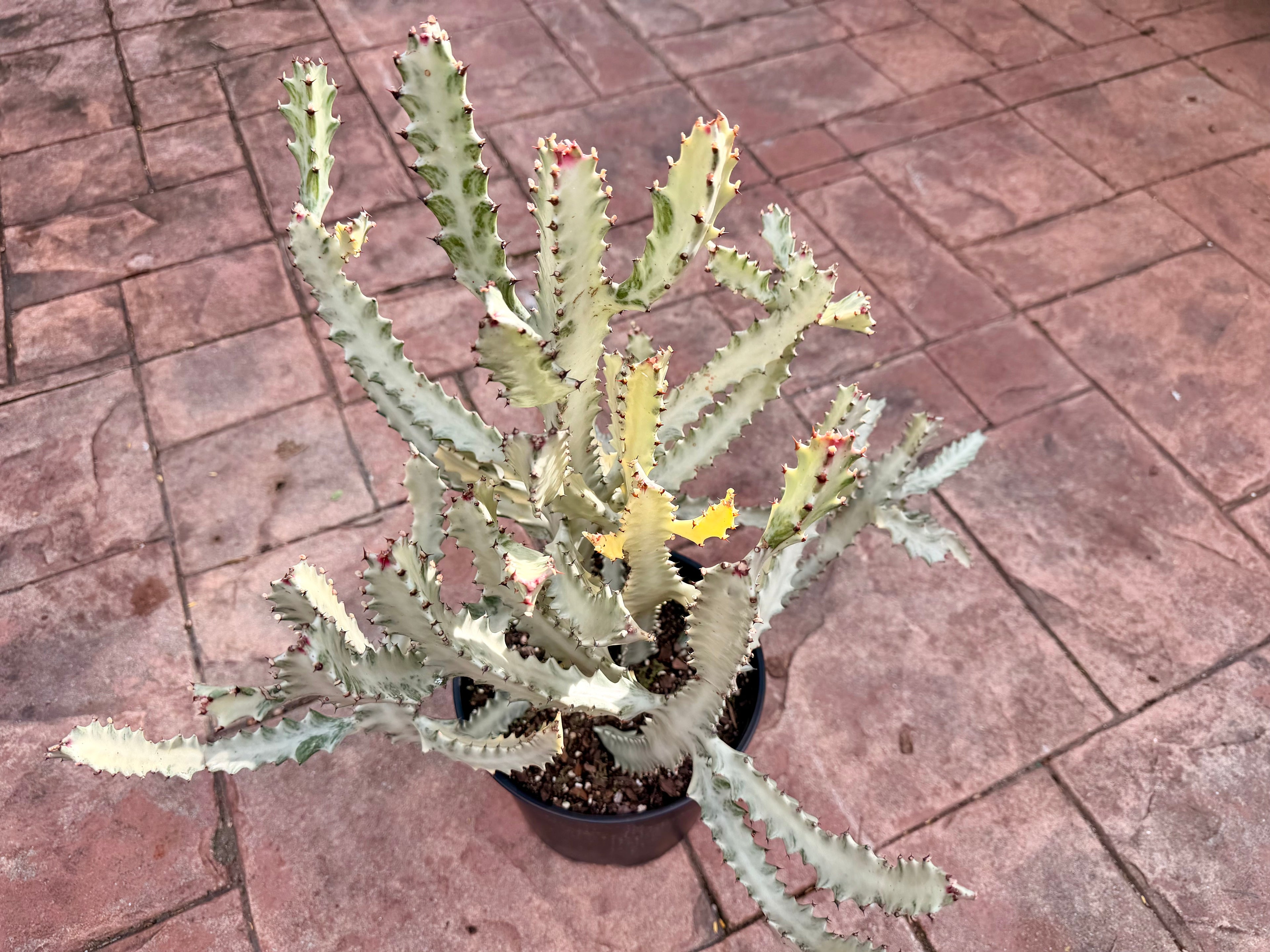White Ghost Cactus, Euphorbia lactea, 10” pot/3 g pot. Actual plant