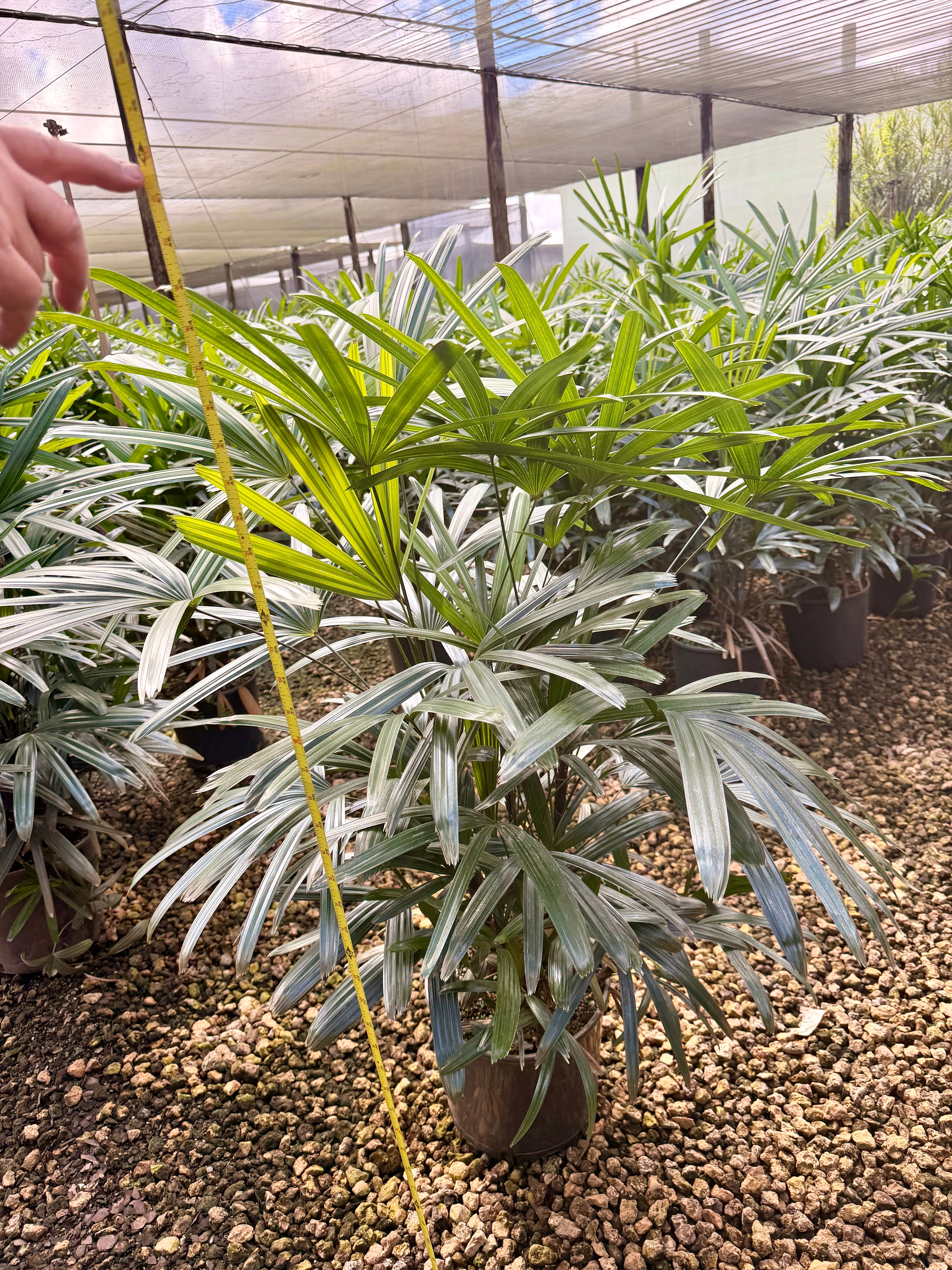 Rhapis palm, 10” pot - Lady palm