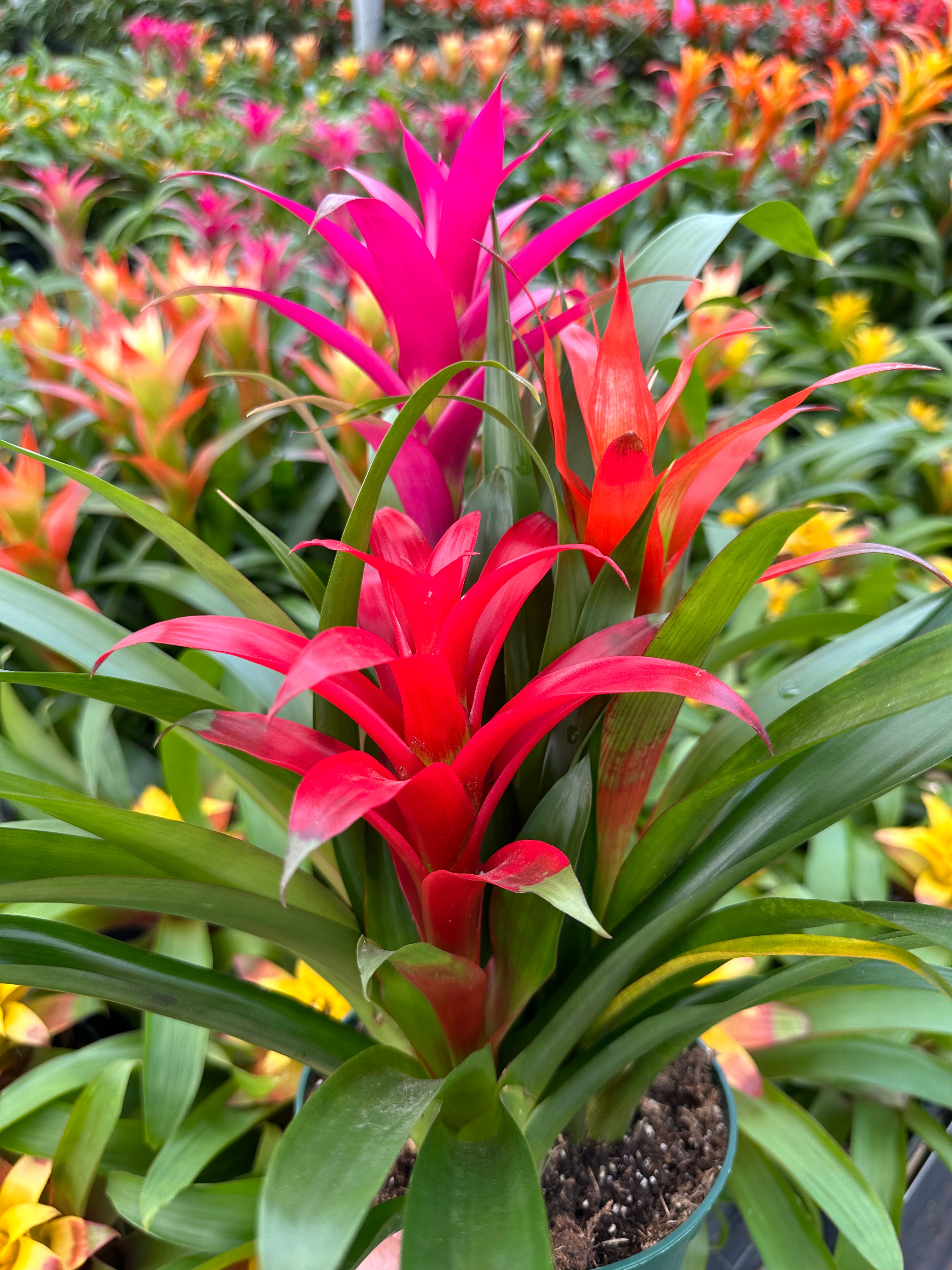 Guzmania planting, 8” pot. 3 plants per pot