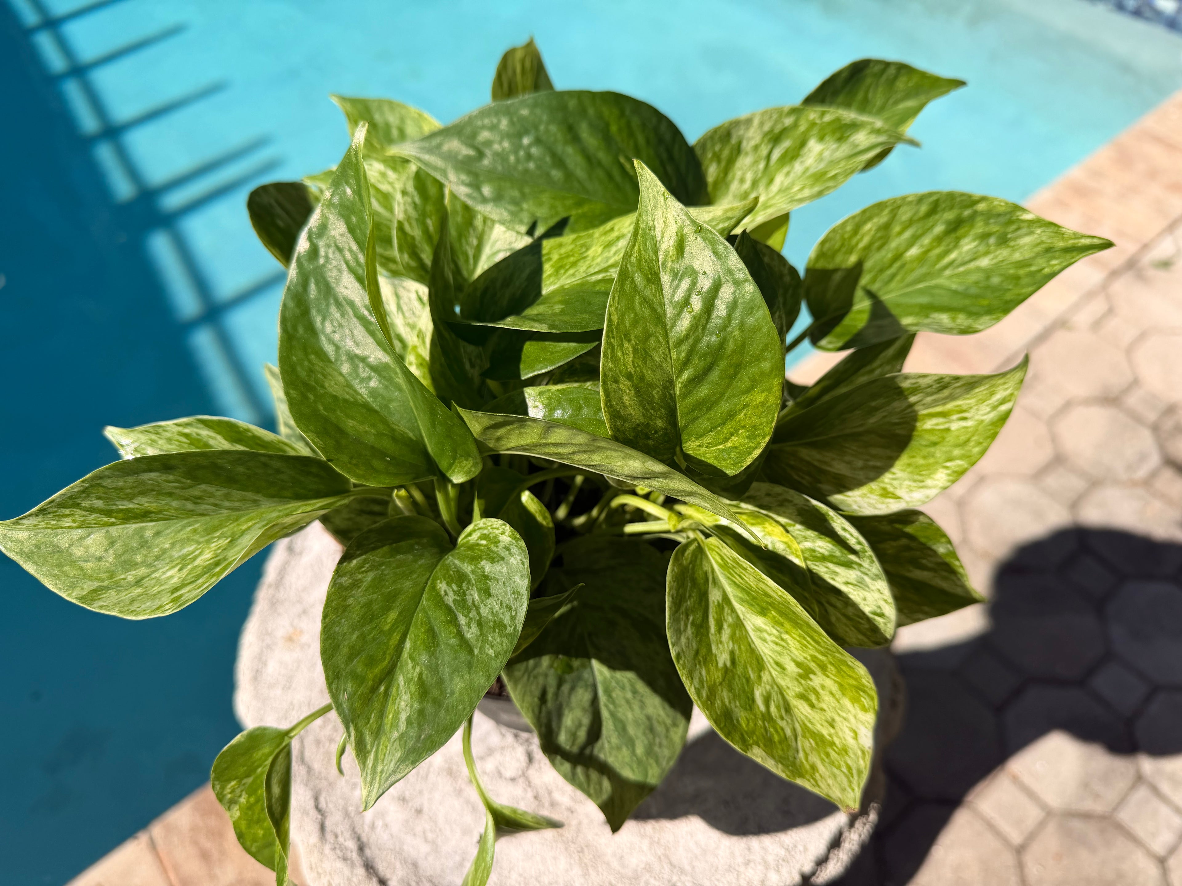 Marble Queen photos, 6” pot