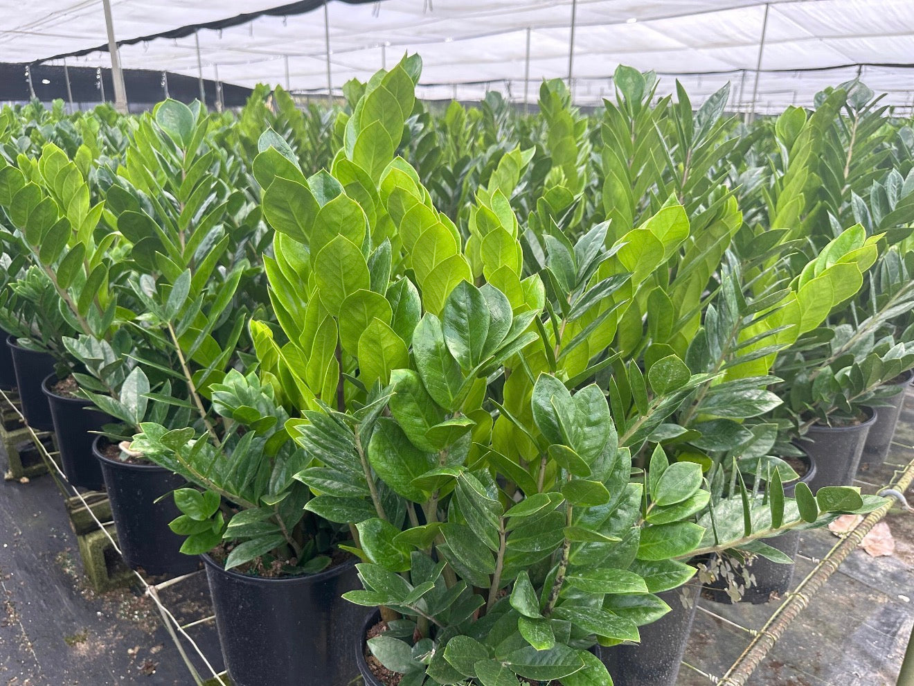 ZZ plant - Zamioculcas zamiifolia, 10” pot