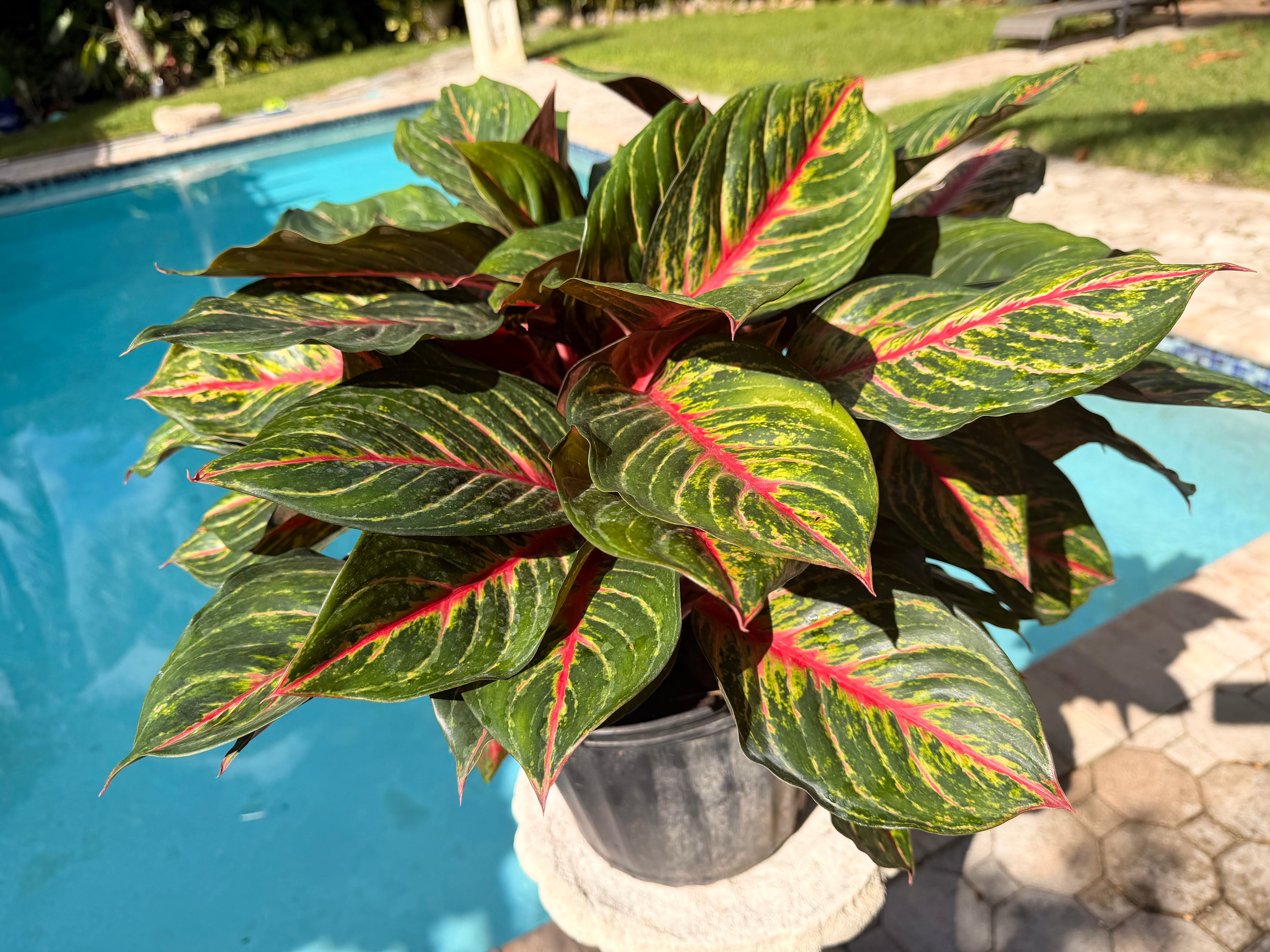 Aglaonema Rubi, 10" pot