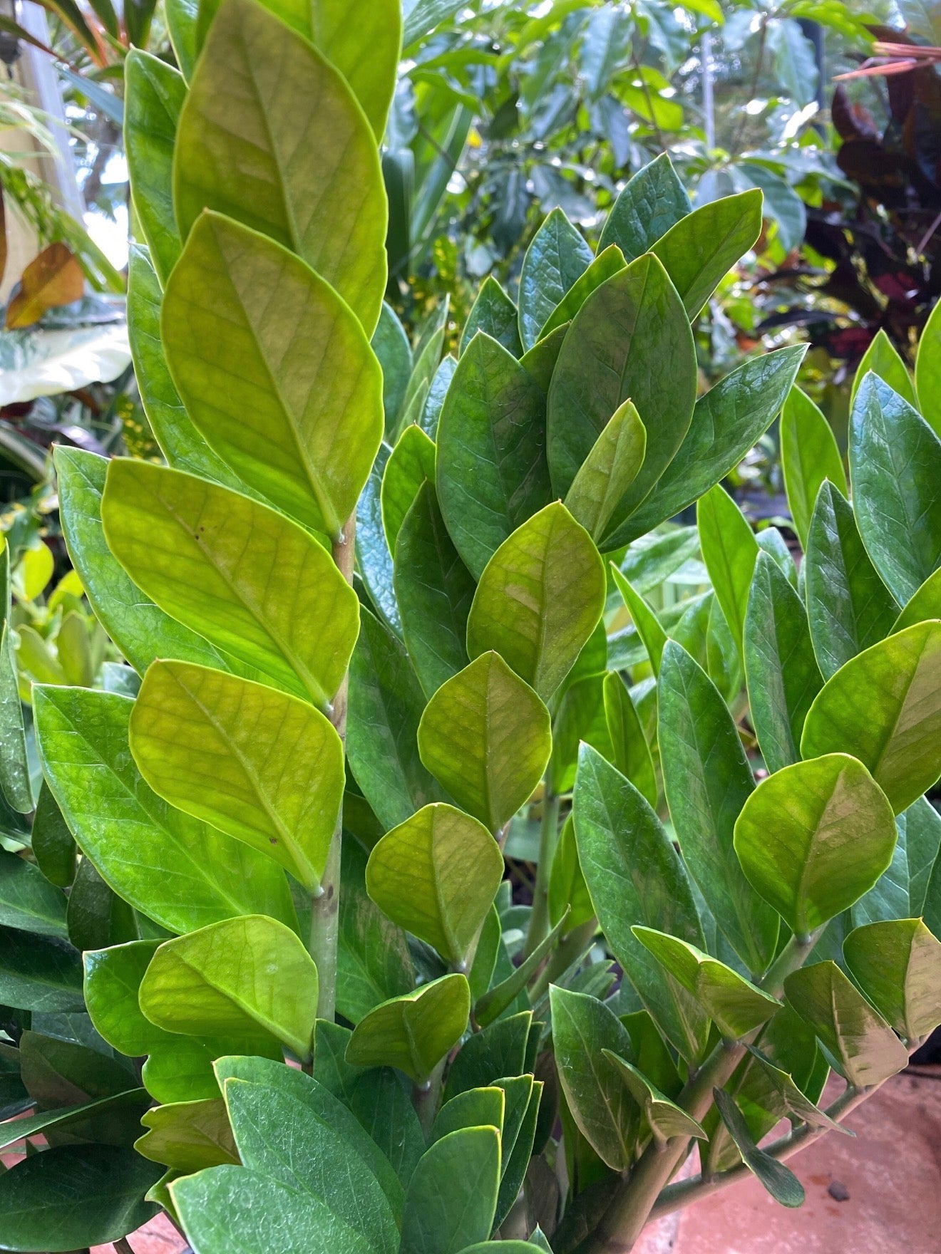 ZZ plant - Zamioculcas zamiifolia, 10” pot