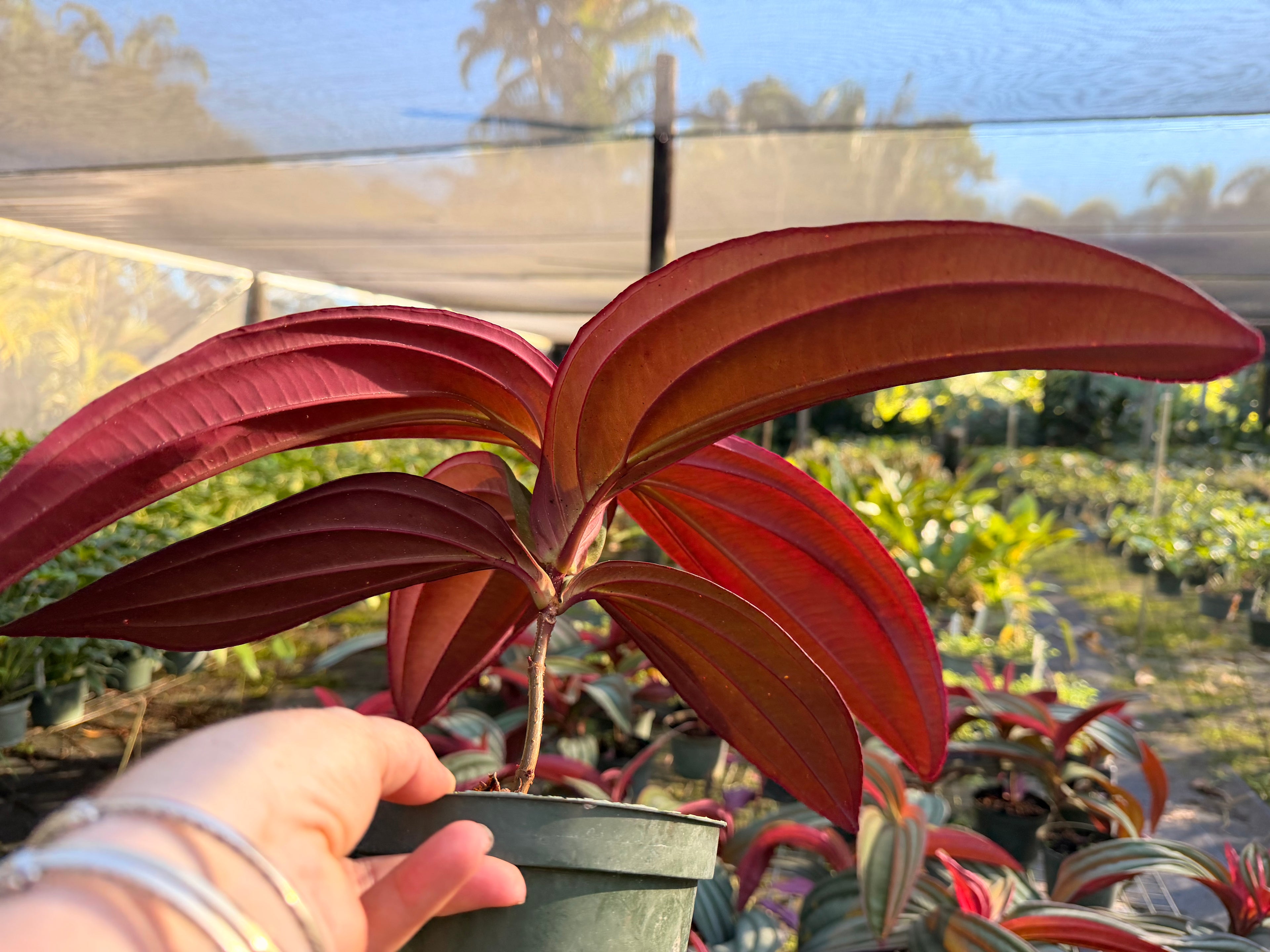 Medinilla Gregori Hambali, 6” pot