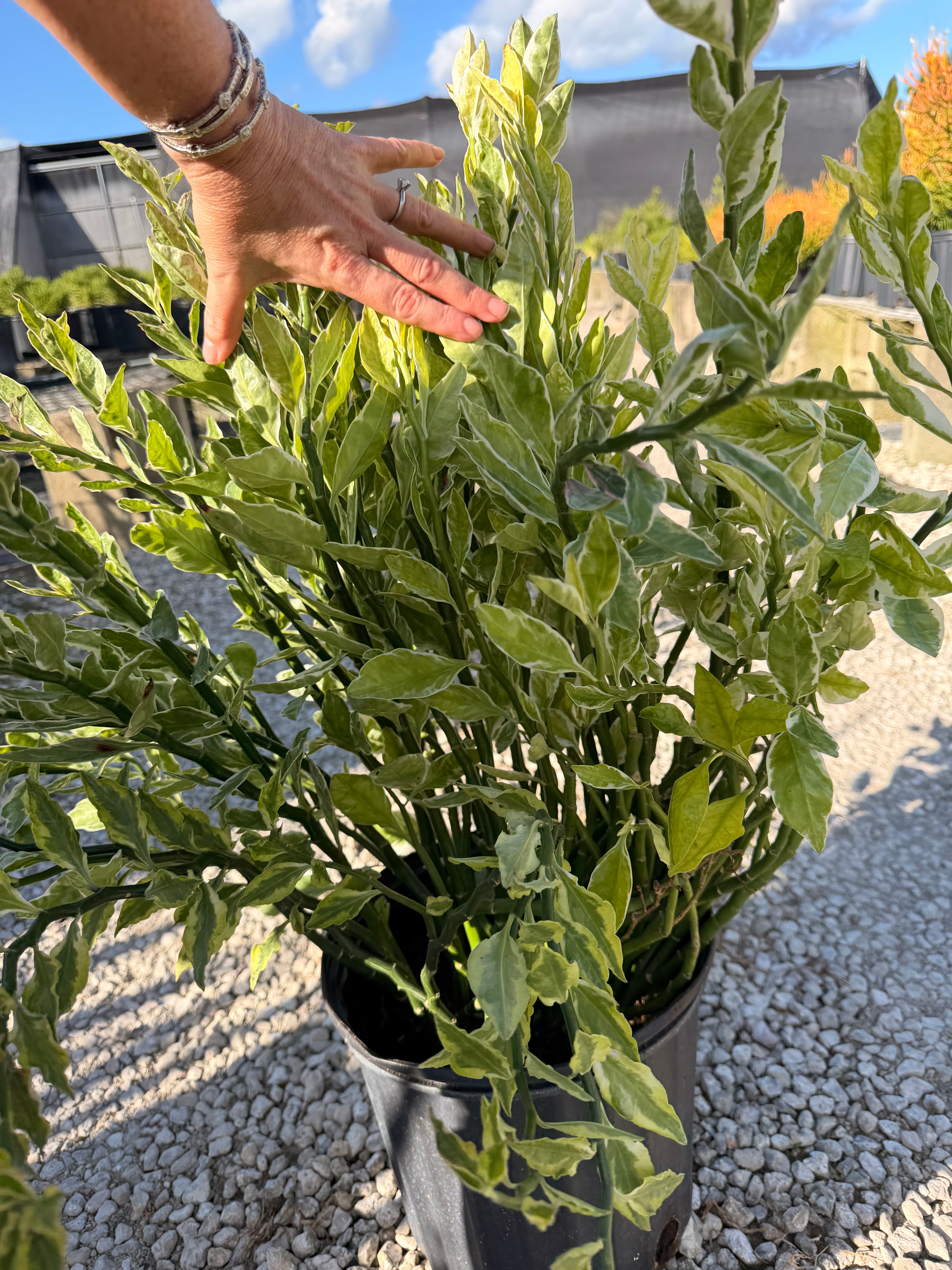 Devils Backbone plant, Zig Zag plant, 10” pot