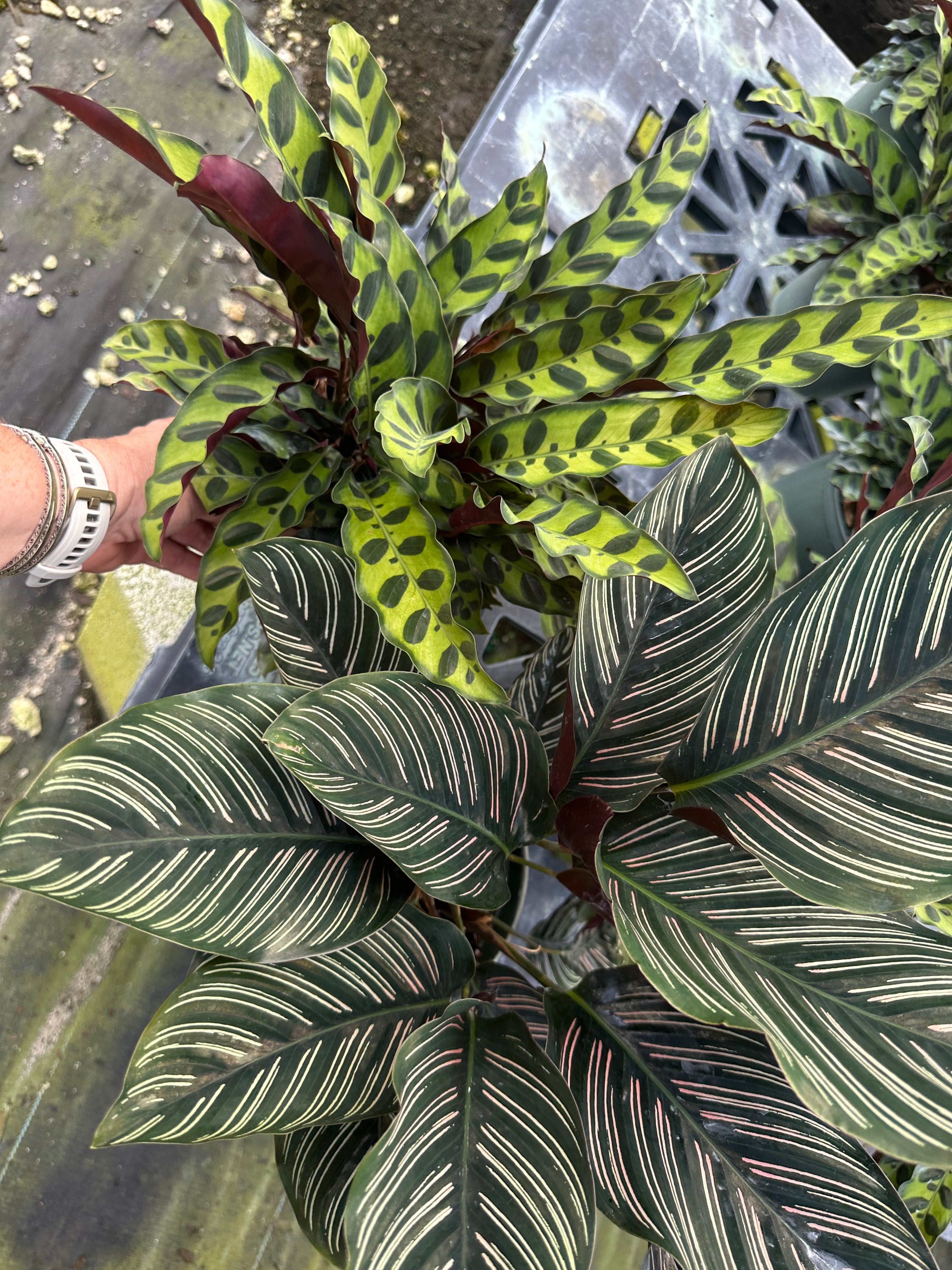 Calathea Ornata, 6" pot