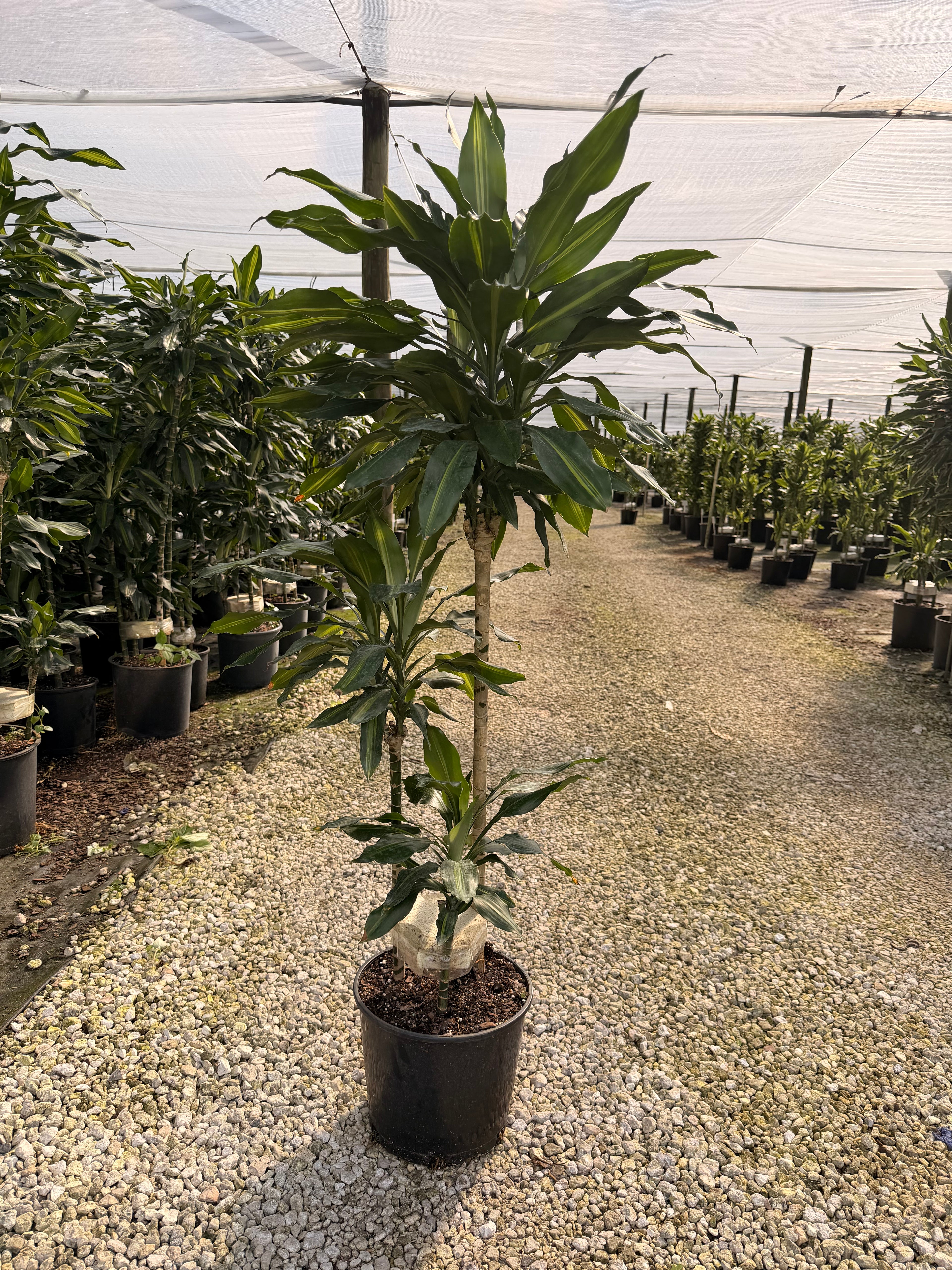 Dracaena Cintho cane, 10” pot