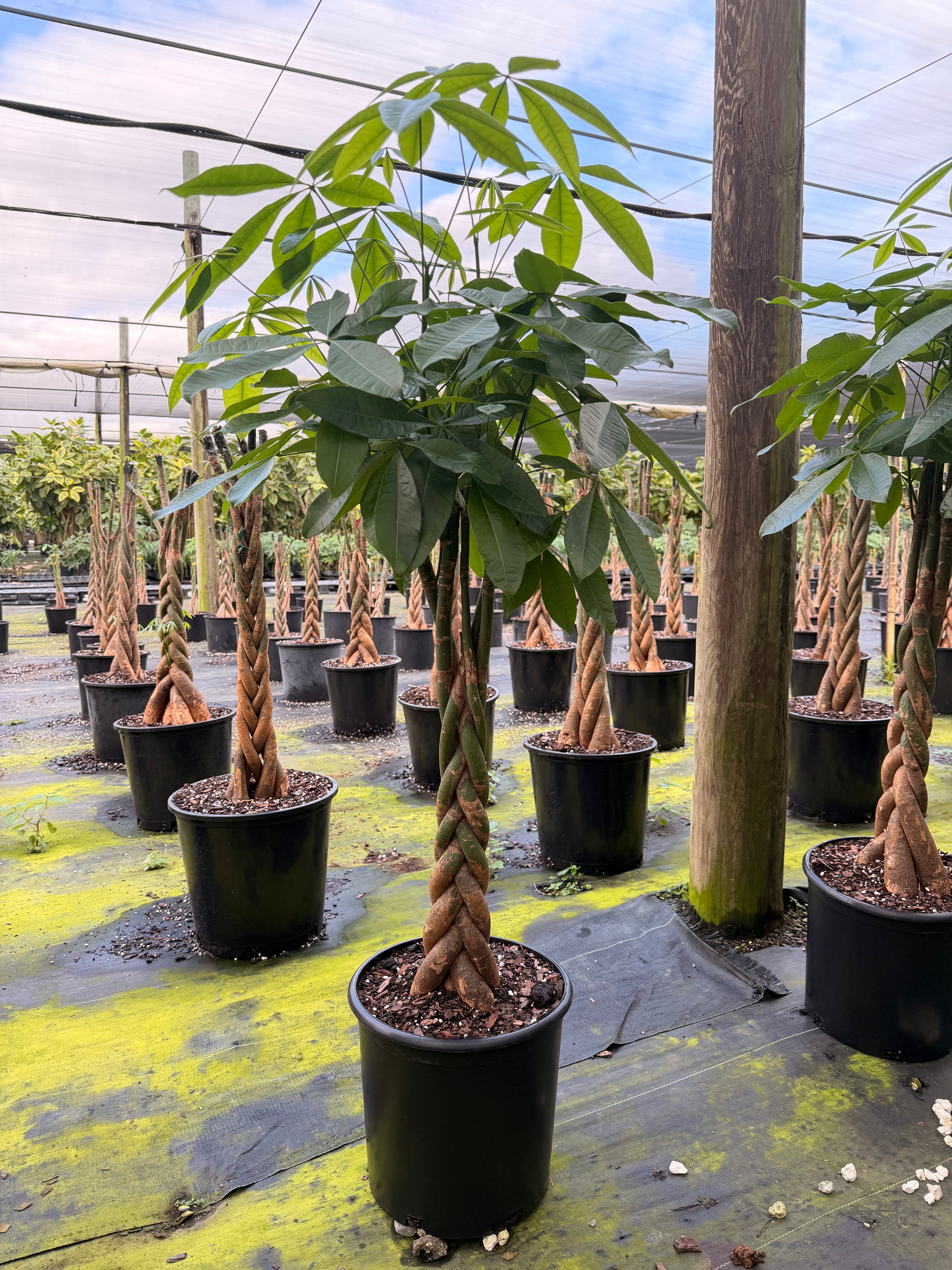 Money tree, tall braid, new heads, 12” pot