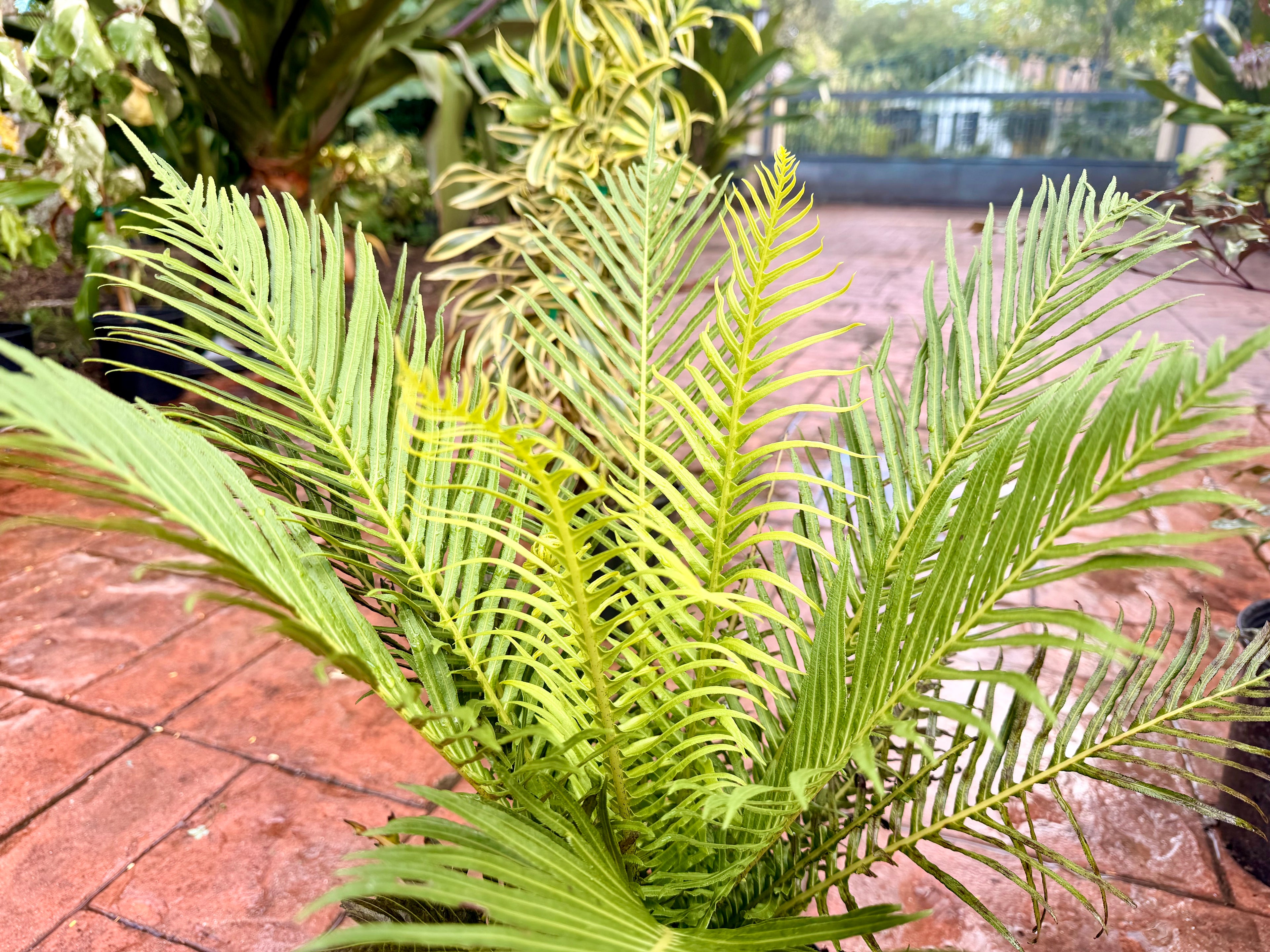 Silver Lady fern, 10” pot
